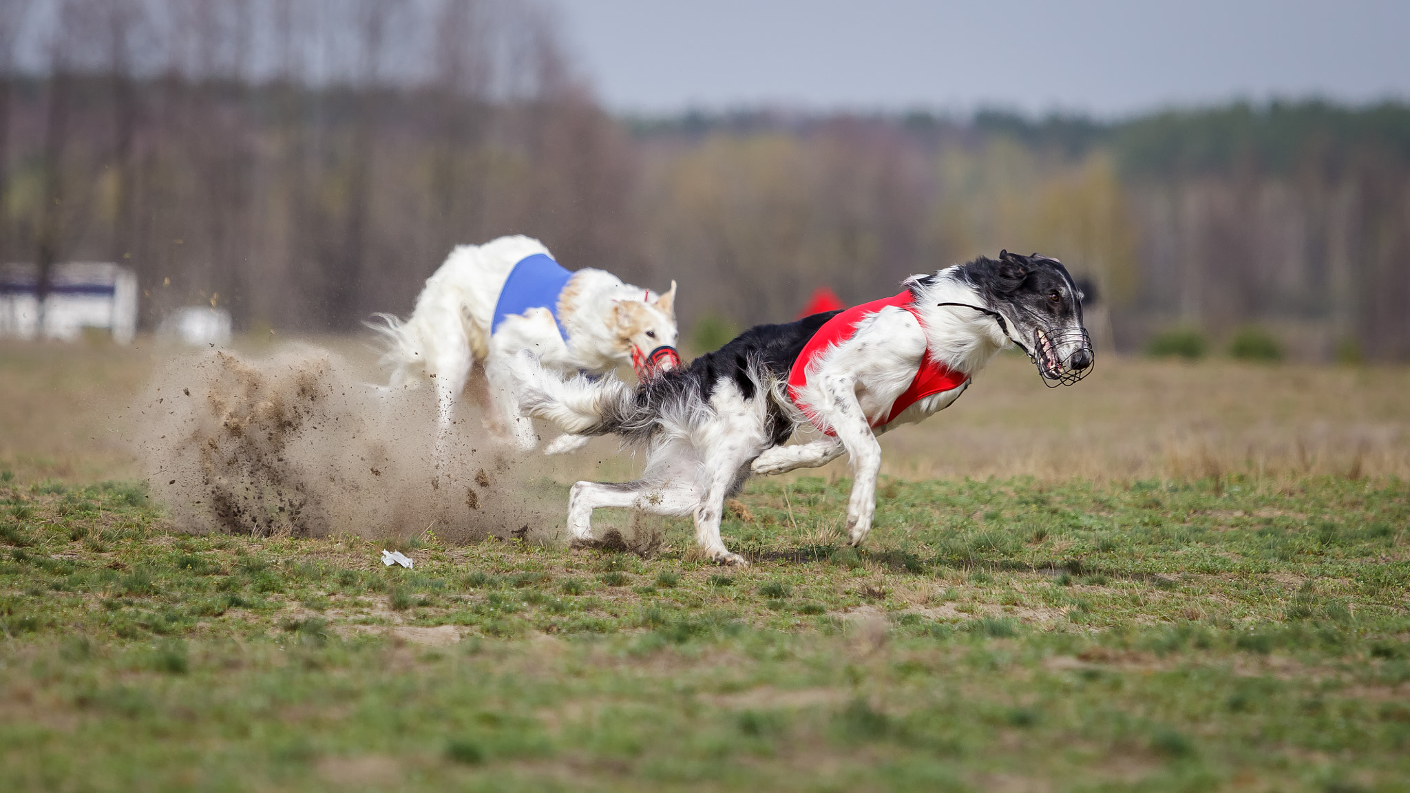 Canon EF 70-200mm F2.8L USM sample photo. Coursing. russkaya psovaya borzaya photography