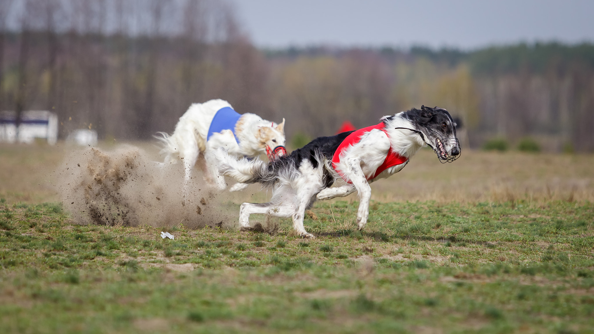 Canon EOS 5D Mark II + Canon EF 70-200mm F2.8L USM sample photo. Coursing. russkaya psovaya borzaya photography