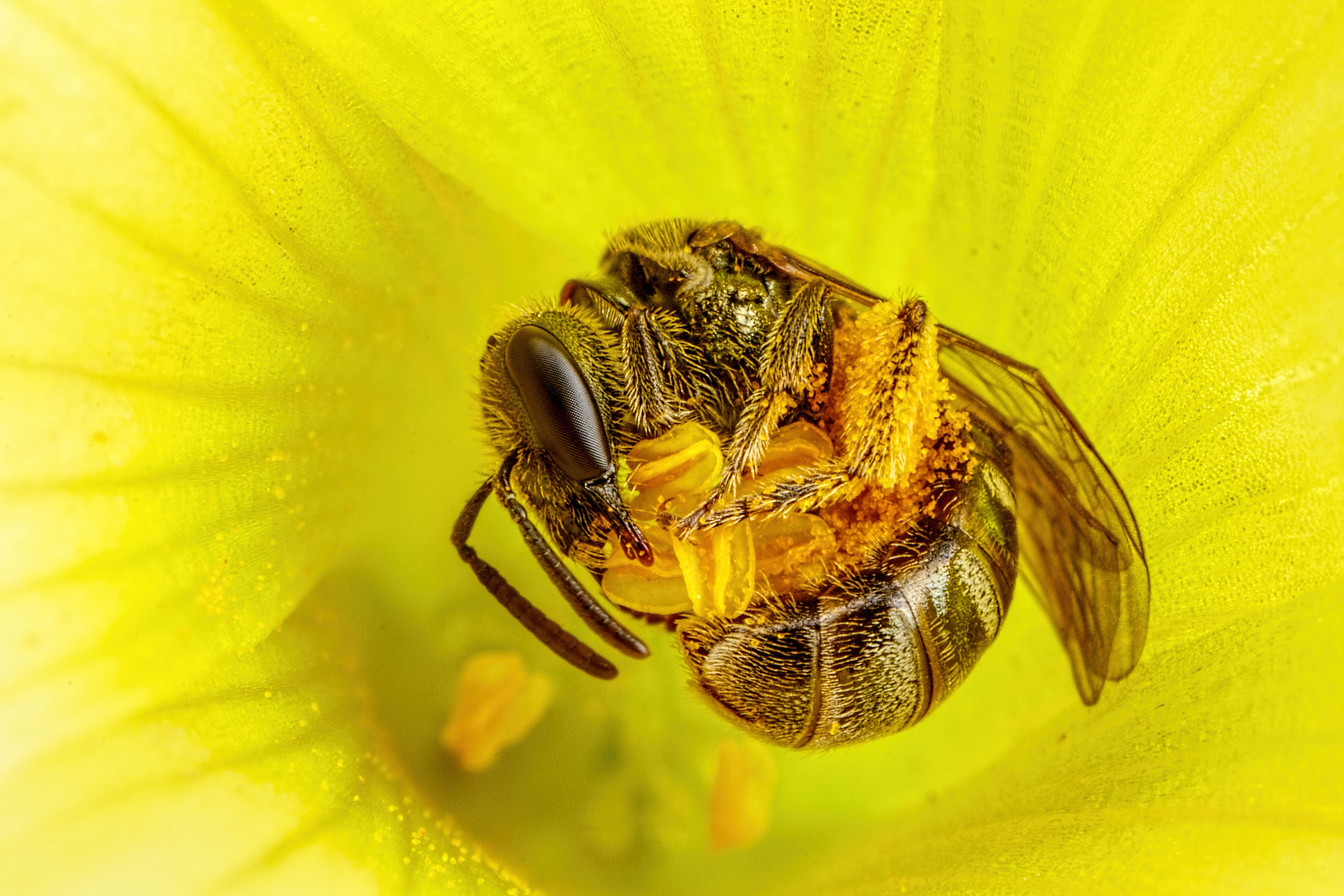 Canon MP-E 65mm F2.5 1-5x Macro Photo sample photo. Sweat bee in a sour grass flower i photography