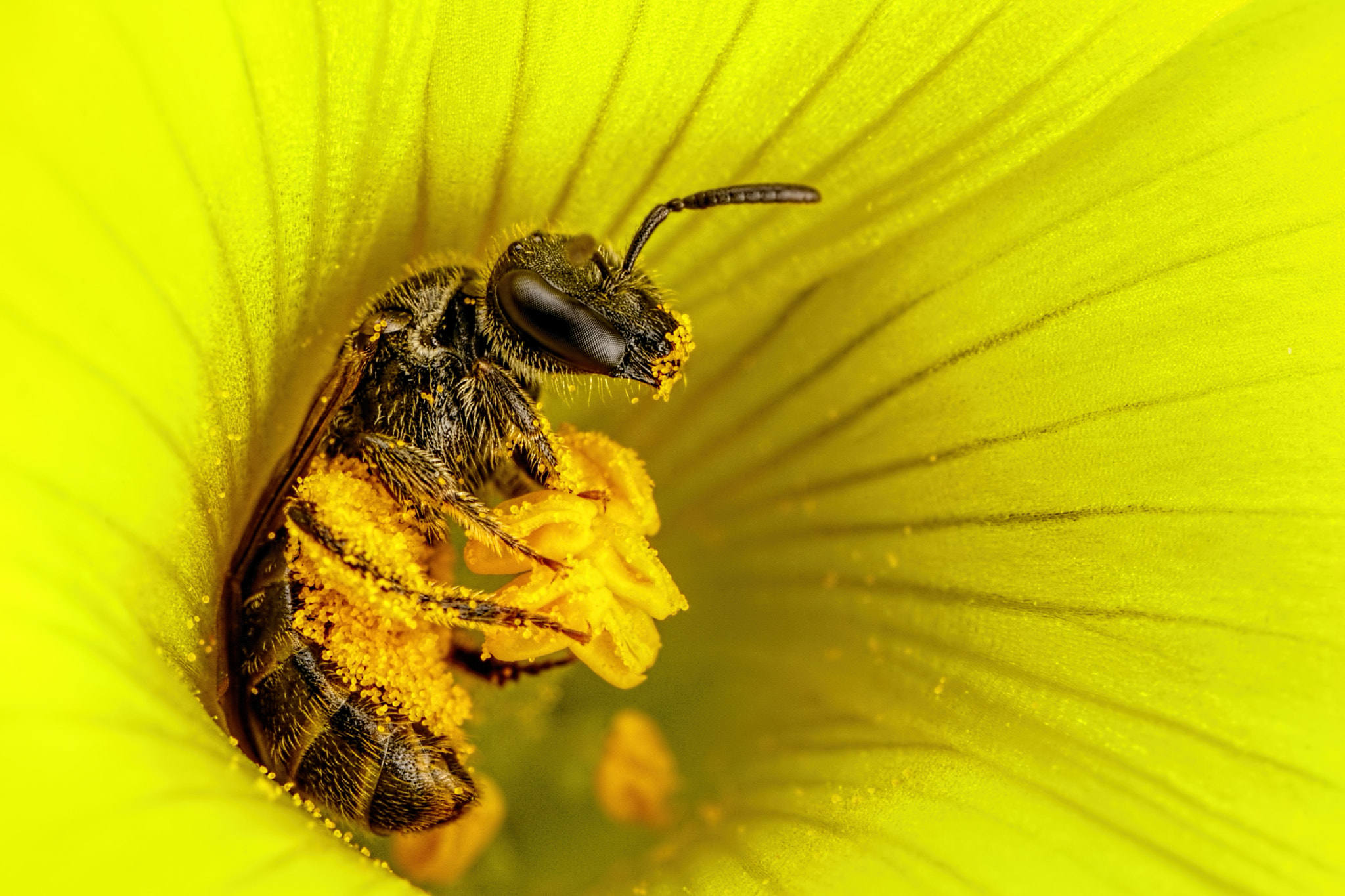 Canon MP-E 65mm F2.5 1-5x Macro Photo sample photo. Sweat bee in a sour grass flower ii photography