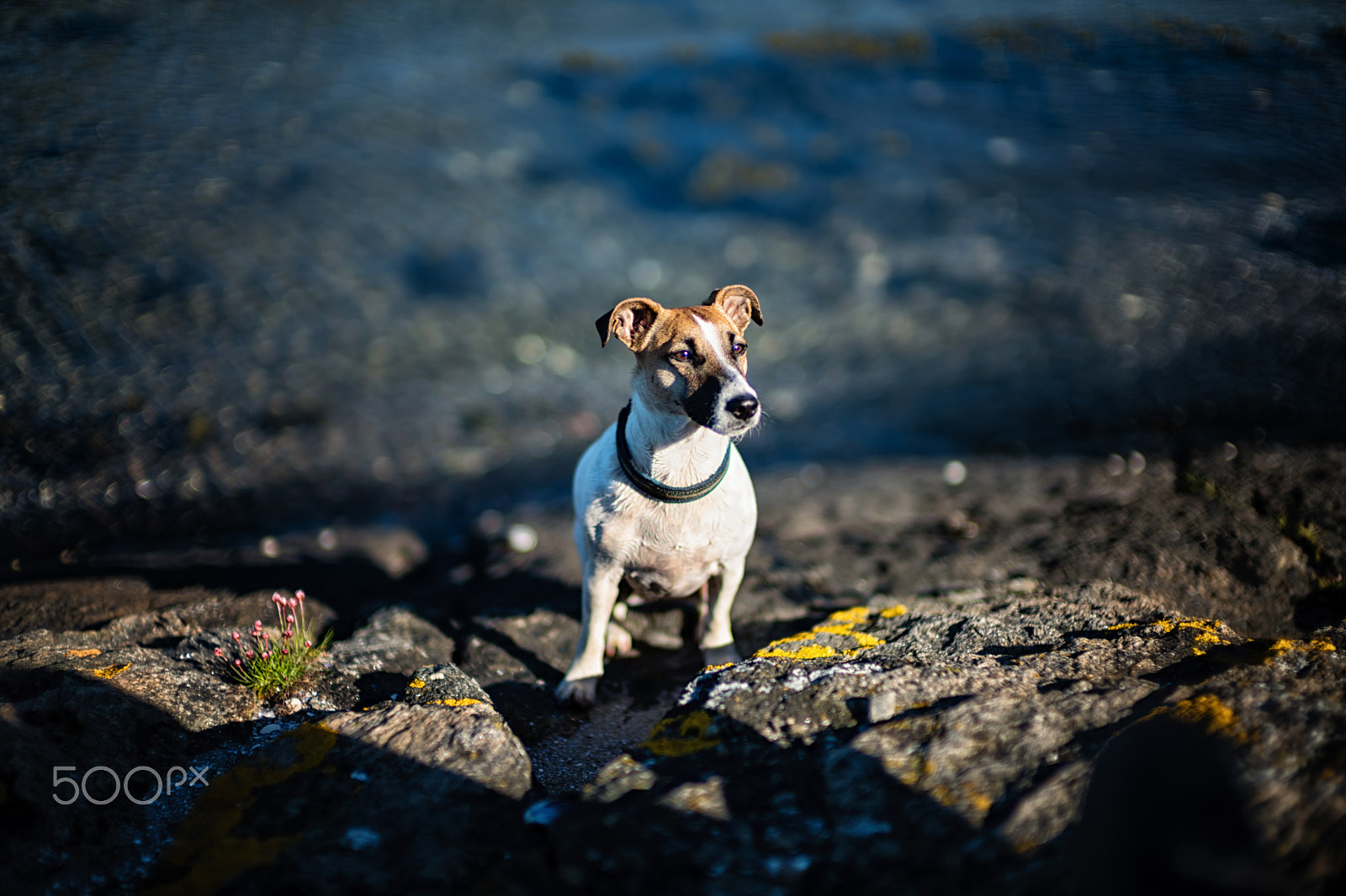 Leica Noctilux-M 50mm F0.95 ASPH sample photo. The seasons first bath coming up photography