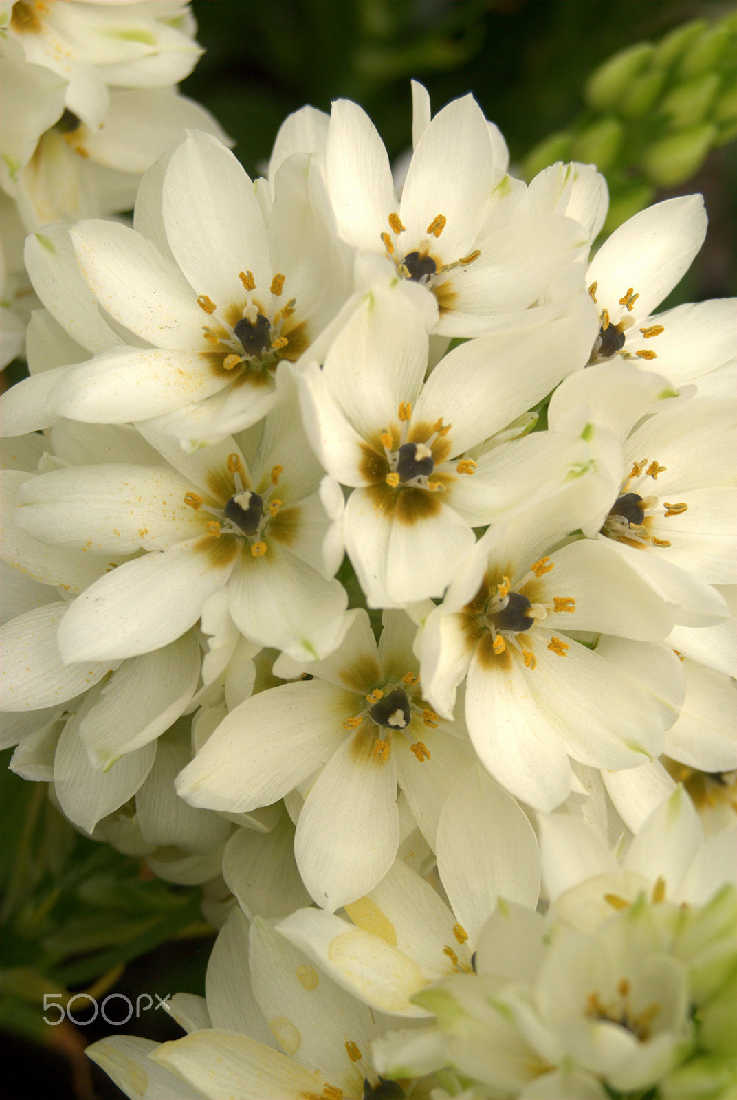 Sigma 28-90mm F3.5-5.6 Macro sample photo. White flowers photography