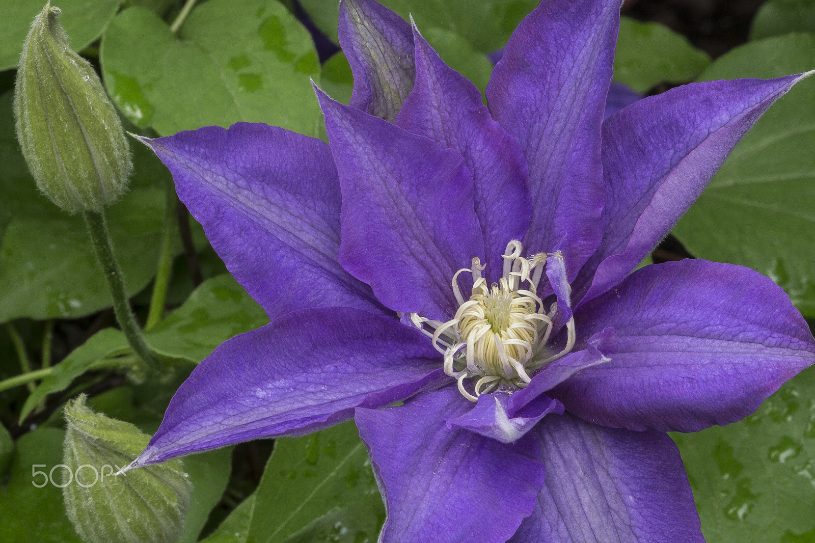 Canon EF 180mm F3.5L Macro USM sample photo. Clematis photography