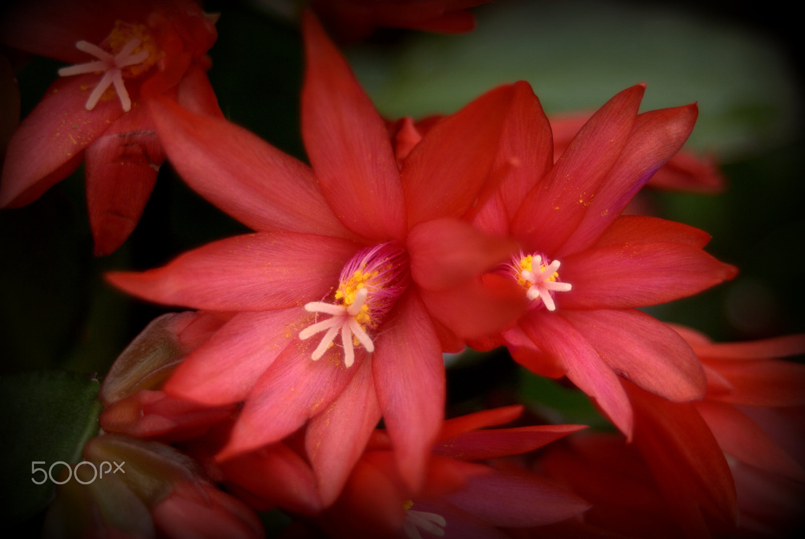 Sigma 28-90mm F3.5-5.6 Macro sample photo. Easter cactus flowers photography