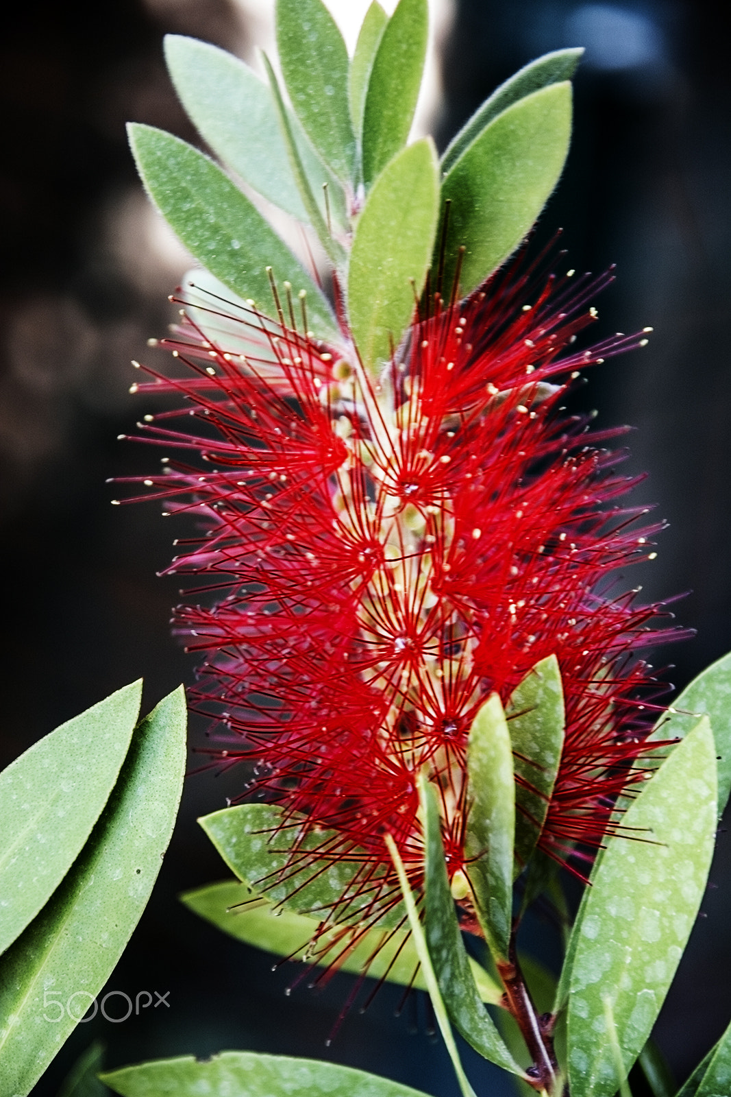 Nikon D7100 + Sigma 17-70mm F2.8-4 DC Macro OS HSM | C sample photo. Callistemon citrinus photography