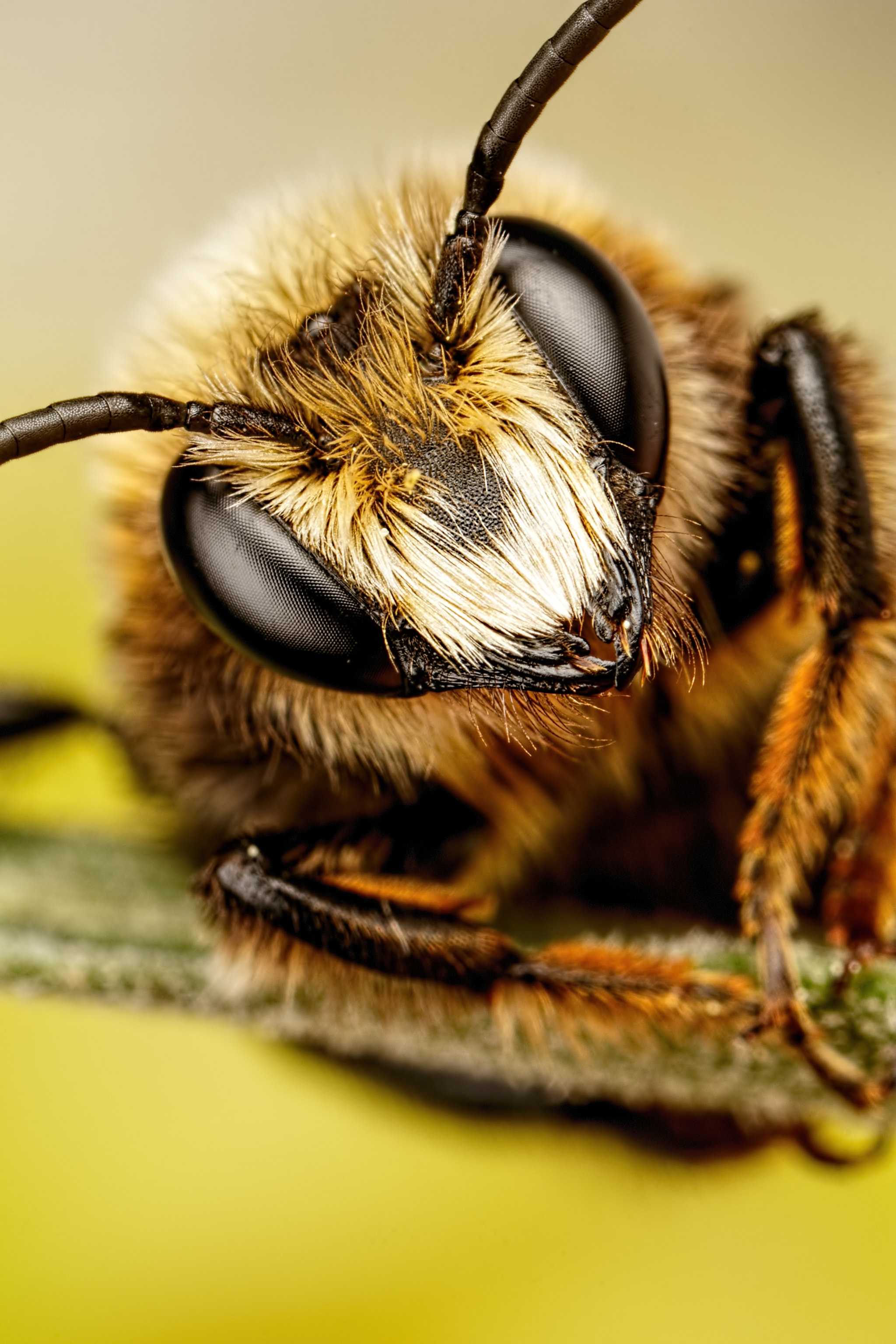 Canon MP-E 65mm F2.5 1-5x Macro Photo sample photo. Mason bee ii photography