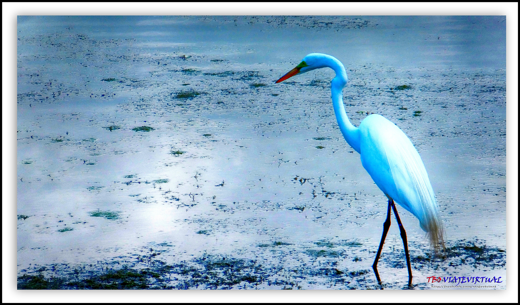 Fujifilm FinePix F850EXR sample photo. Great egret. casmerodius albus photography