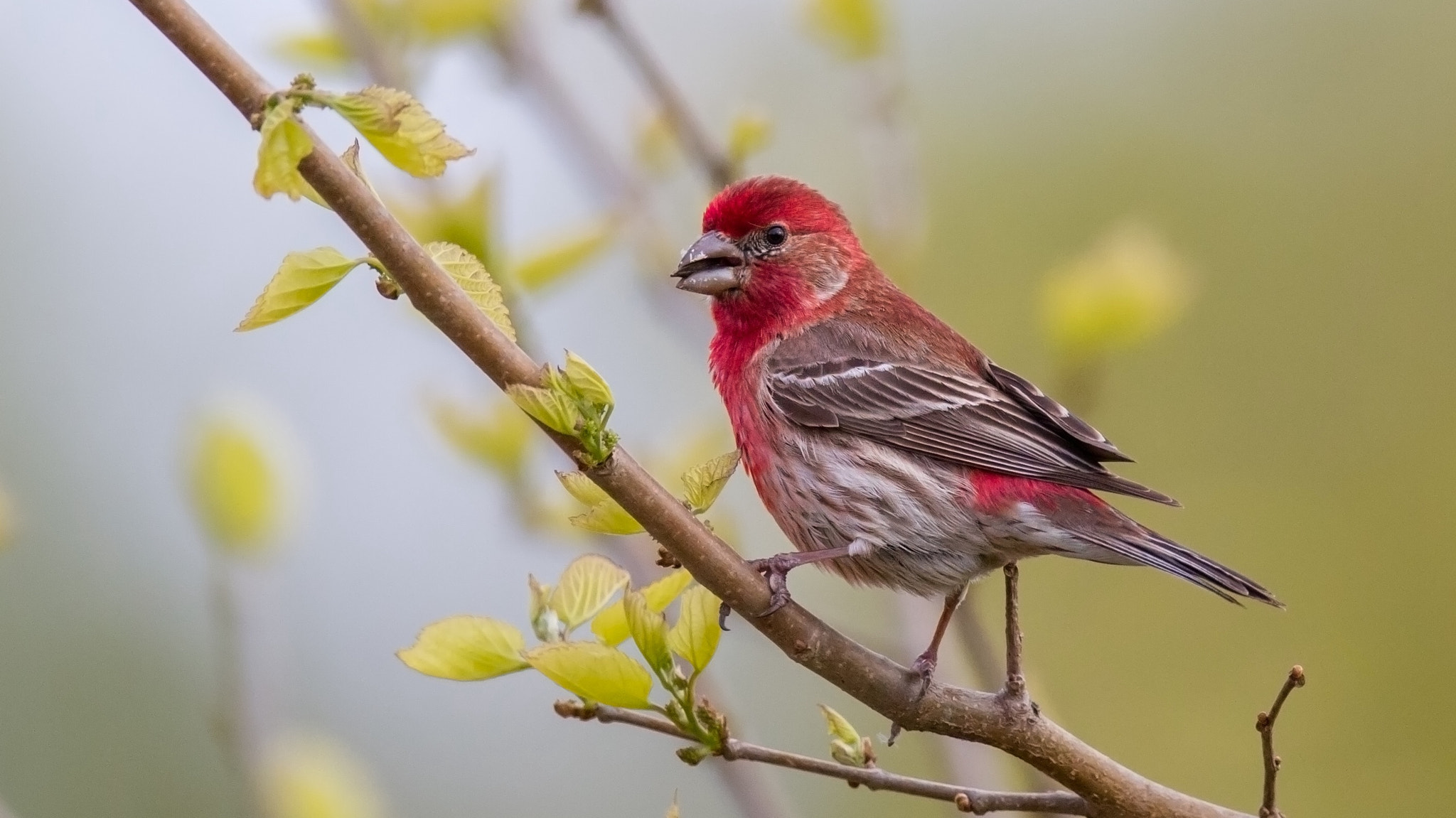 Canon EF 600mm f/4L IS sample photo. House finch photography
