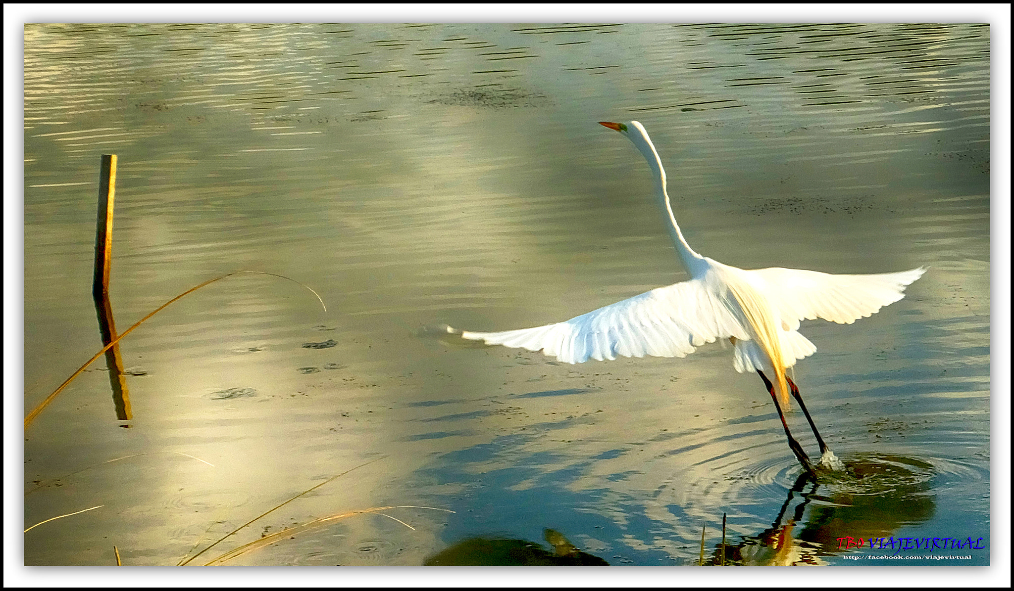 Fujifilm FinePix F850EXR sample photo. Taking off flight. white herons photography