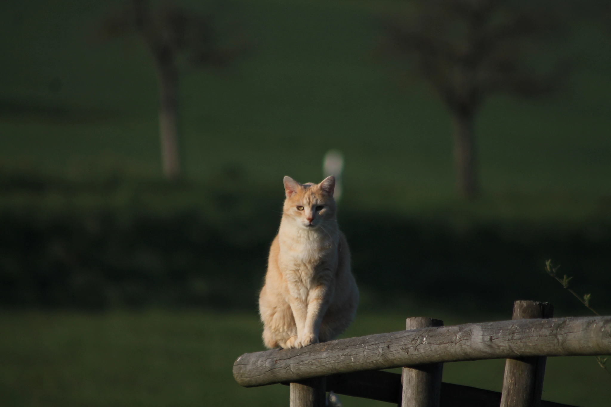 Canon EF 90-300mm F4.5-5.6 USM sample photo. Katze photography
