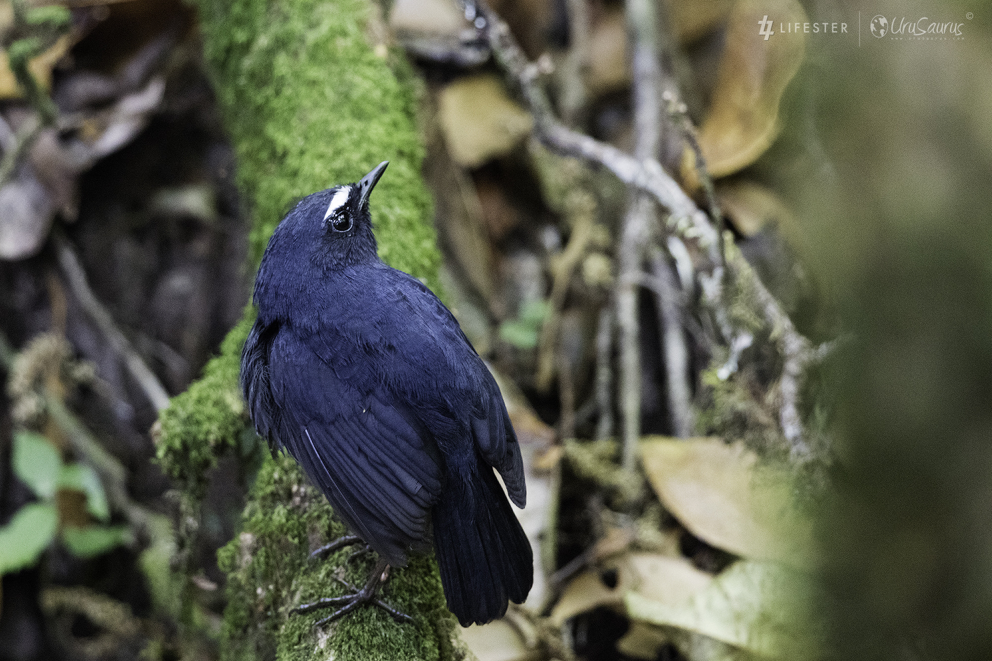 Canon EF 300mm F2.8L IS II USM sample photo. White-browed shortwing photography