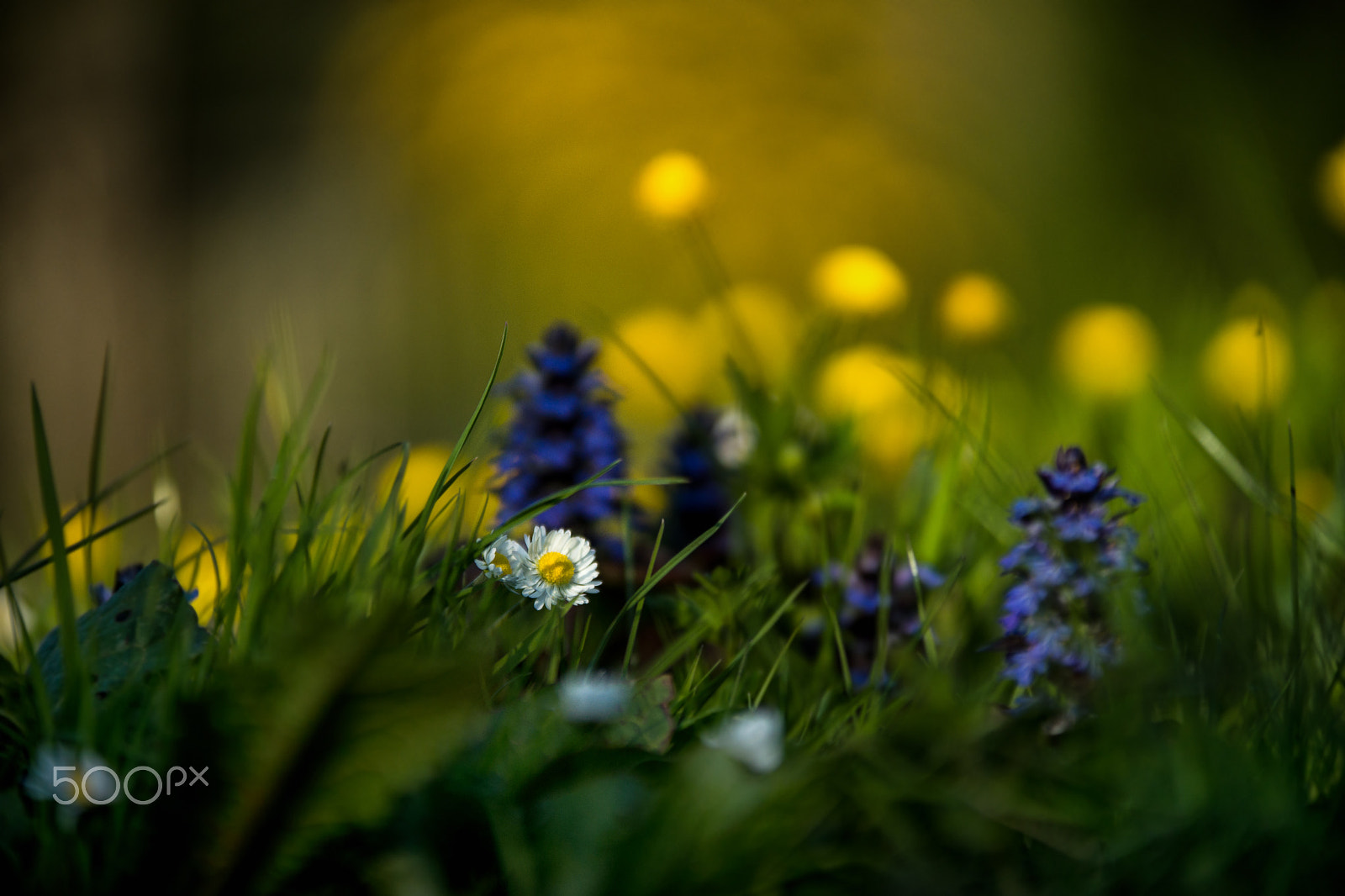 70-200mm F2.8 sample photo. Find the daisy photography