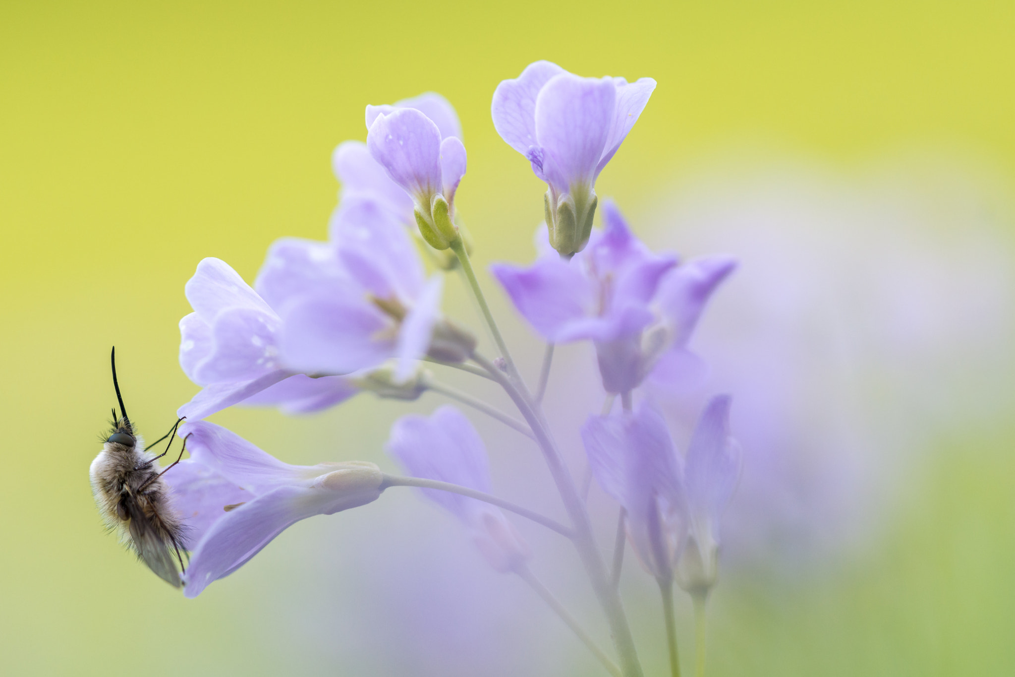 Sigma 150mm F2.8 EX DG Macro HSM sample photo. Bombylius major photography