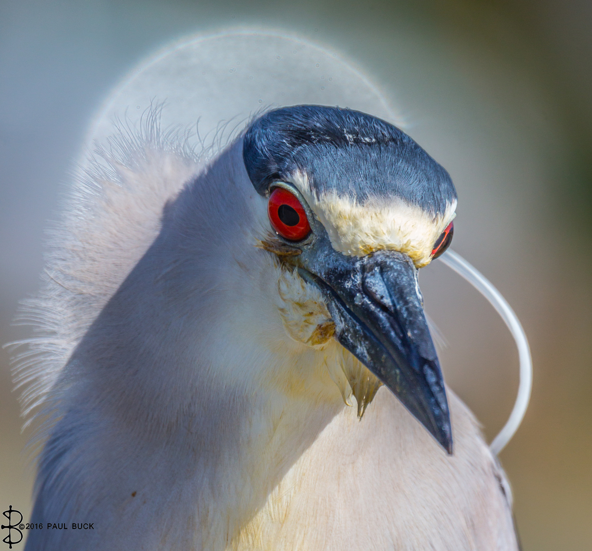 Tamron SP 150-600mm F5-6.3 Di VC USD sample photo. Black-crowned night-heron with halo photography