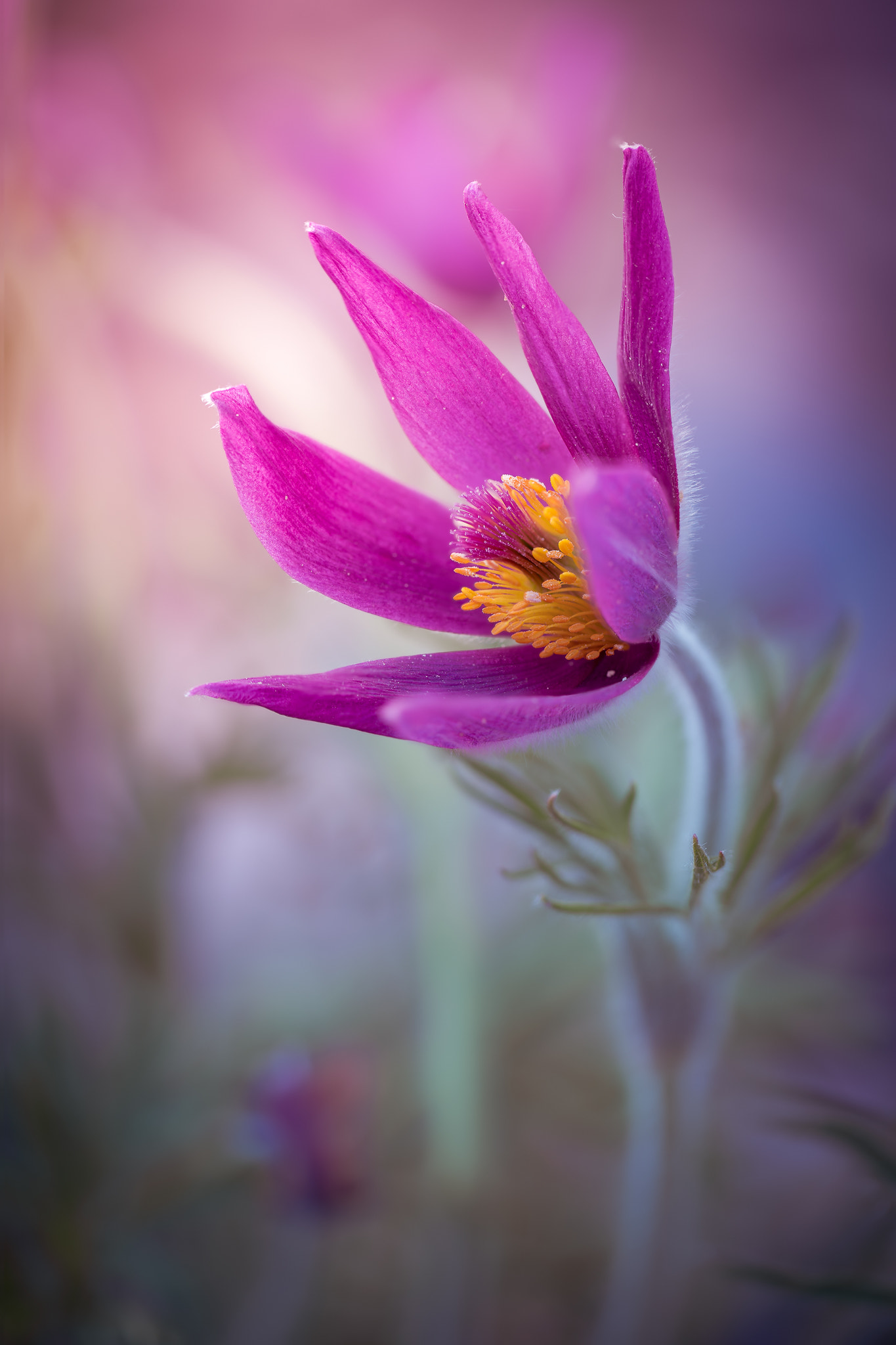 100mm F2.8 G SSM OSS sample photo. The joy of life... photography