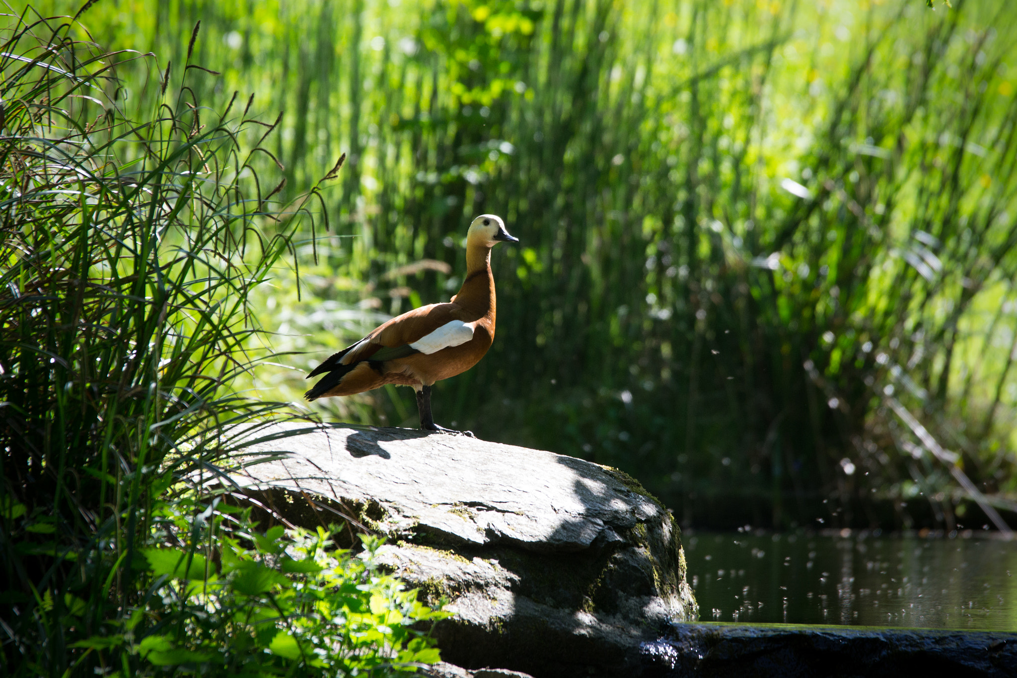 Sigma 120-400mm F4.5-5.6 DG OS HSM sample photo. Proud duck photography