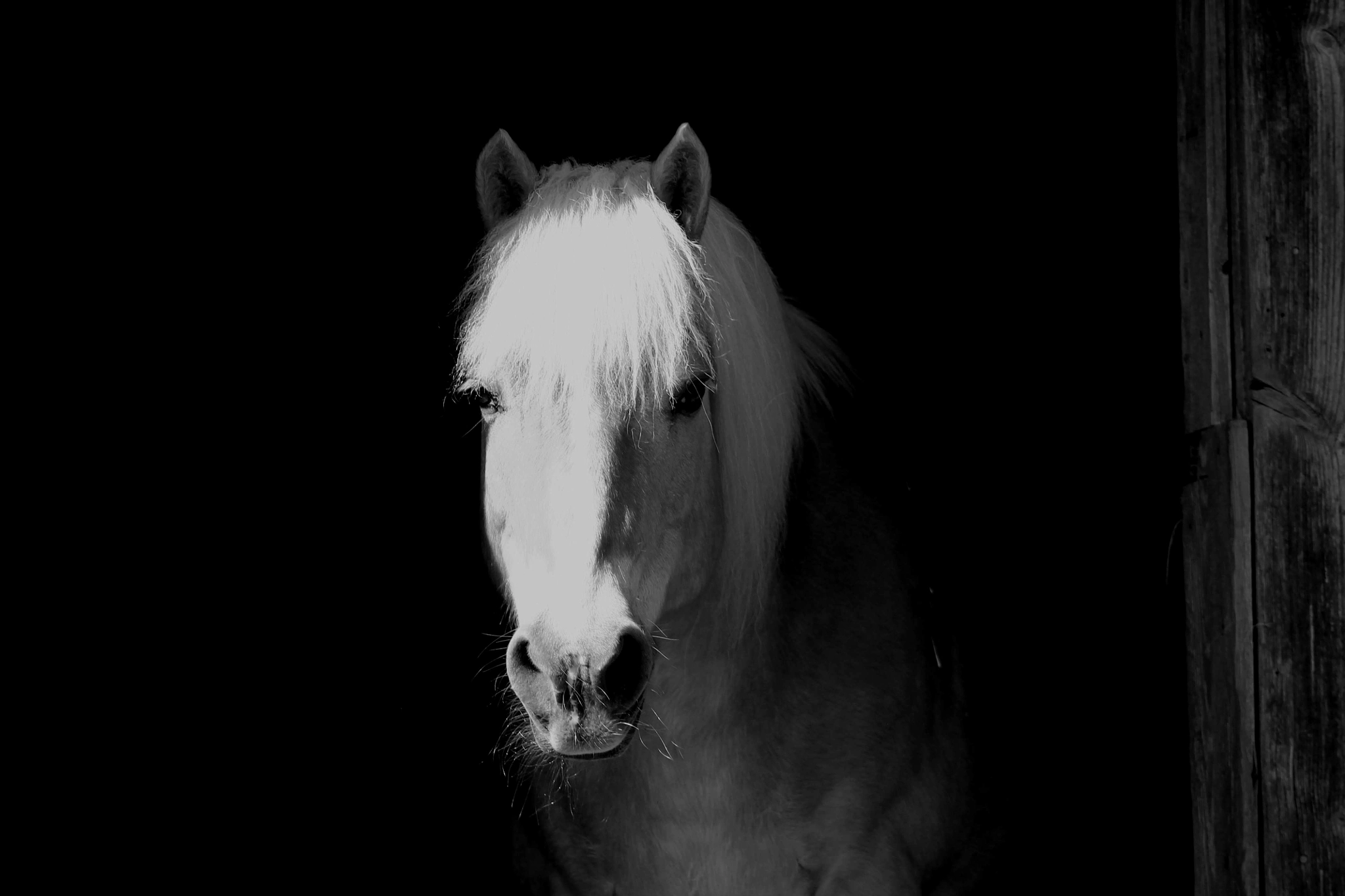 Canon EF 90-300mm F4.5-5.6 USM sample photo. Haflinger photography