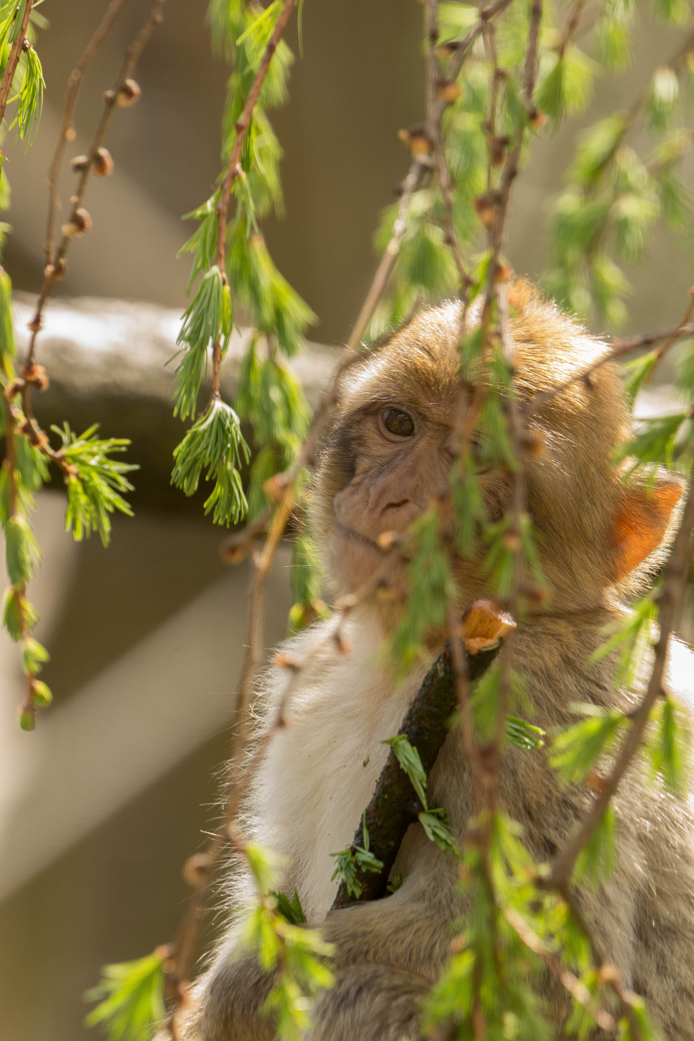 Sony SLT-A65 (SLT-A65V) + Sony 70-400mm F4-5.6 G SSM sample photo