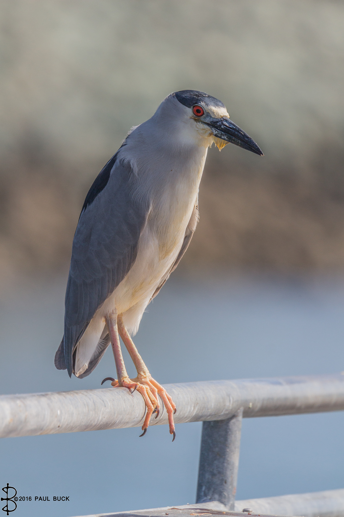 Canon EOS 650D (EOS Rebel T4i / EOS Kiss X6i) + Tamron SP 150-600mm F5-6.3 Di VC USD sample photo. Night heron perched on dock photography