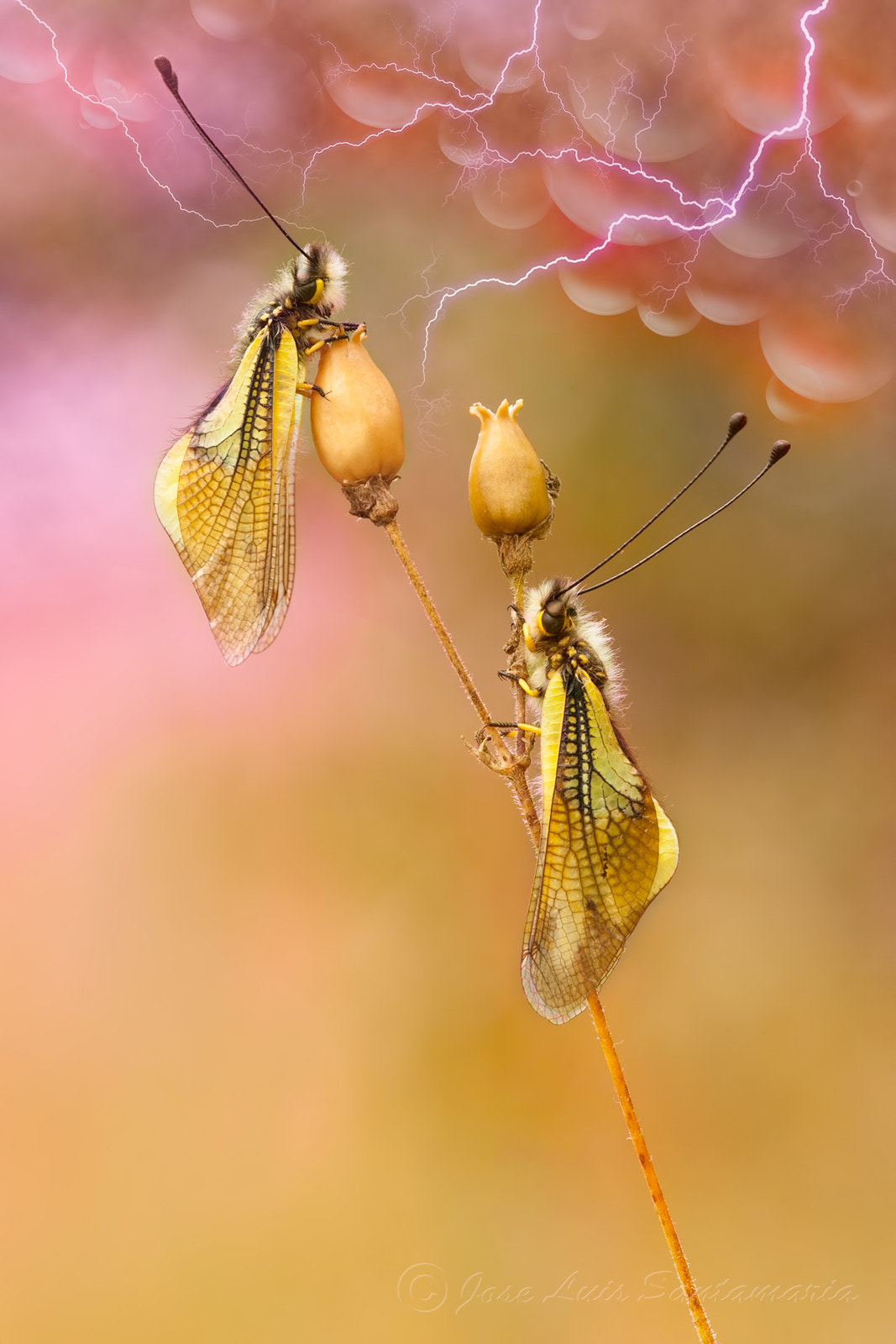 Sigma 150mm F2.8 EX DG Macro HSM sample photo. Libelloides photography