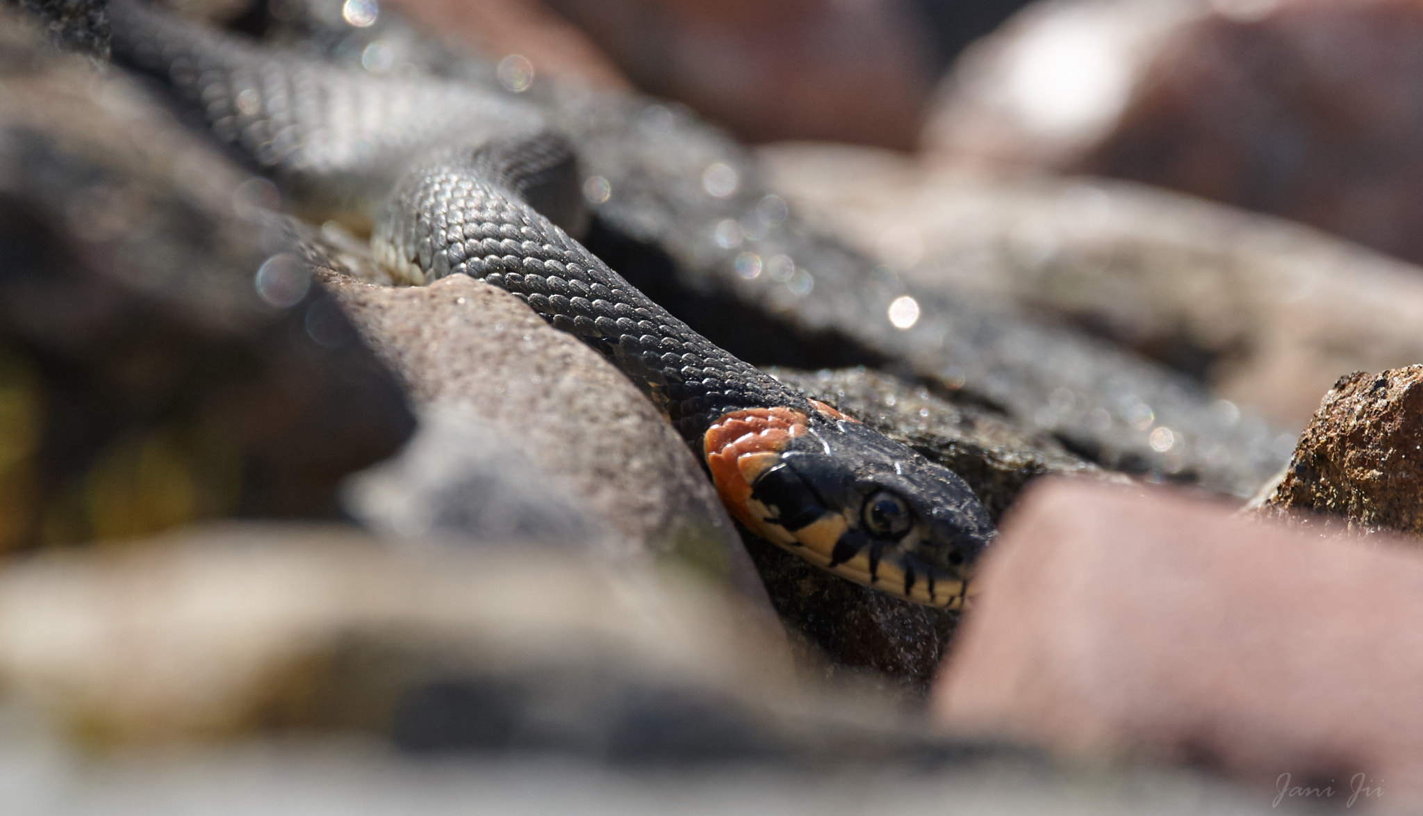 Canon EOS-1D Mark III sample photo. Camouflage photography