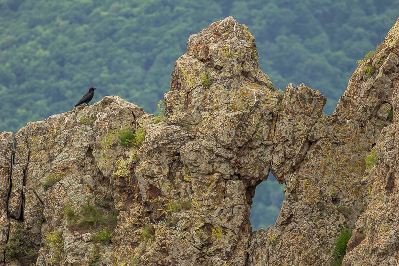 Canon EOS 60D + Canon EF 400mm F5.6L USM sample photo. The gate keeper photography