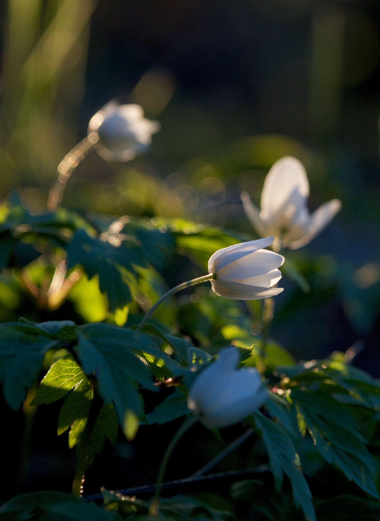 Canon EF 100-400mm F4.5-5.6L IS USM sample photo. Sunsetflowers photography