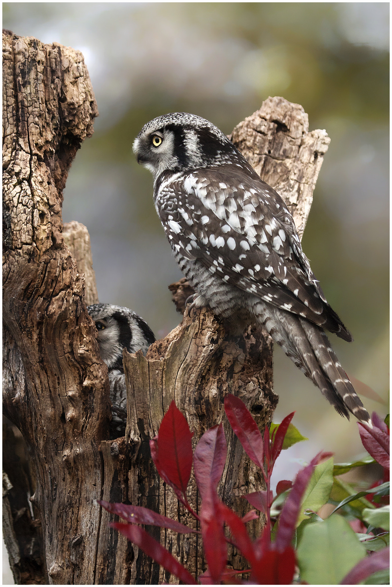 Canon EOS-1D Mark III sample photo. Hawk owl photography