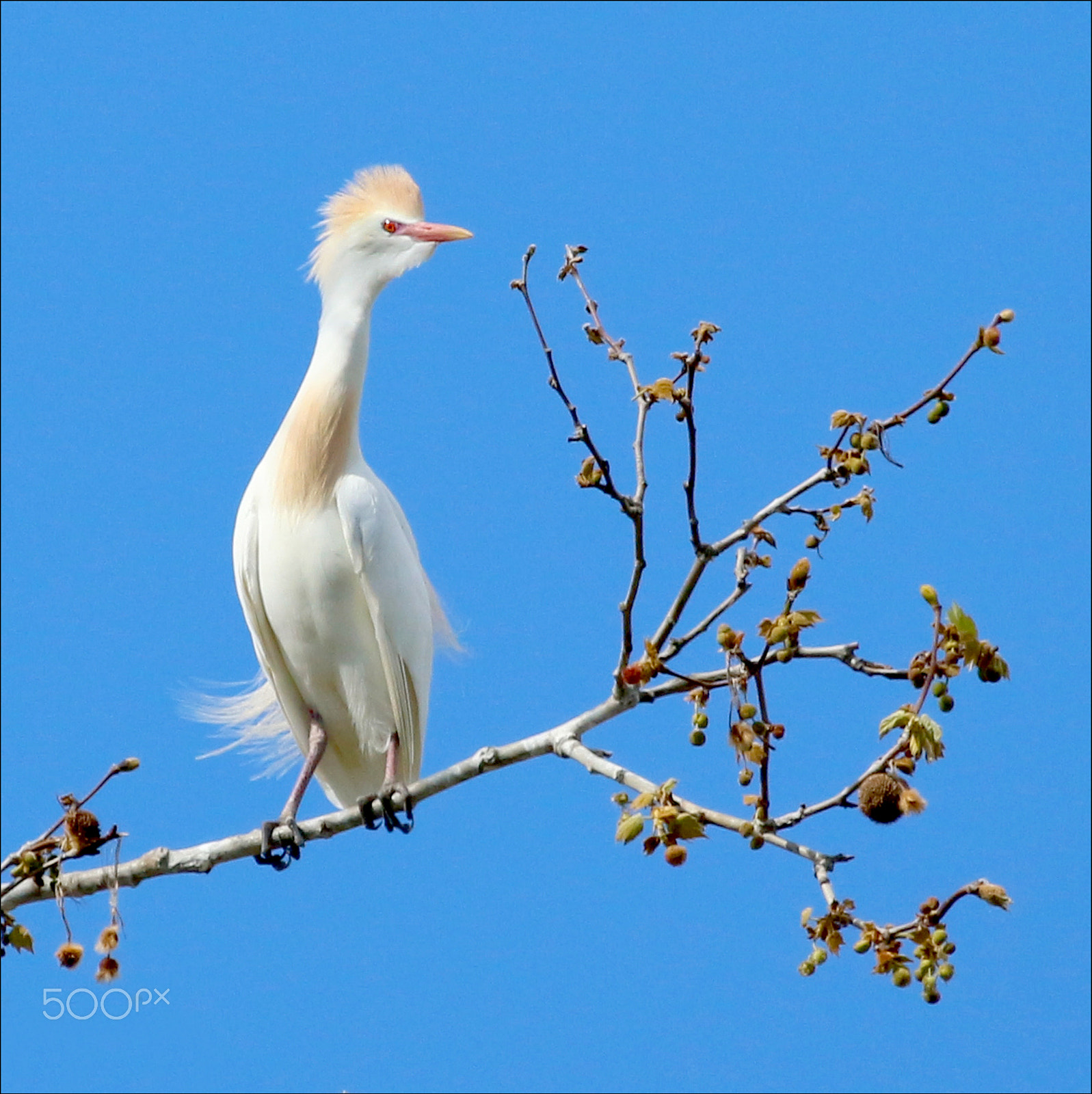 Canon EF 100-400mm F4.5-5.6L IS USM sample photo. Garza photography