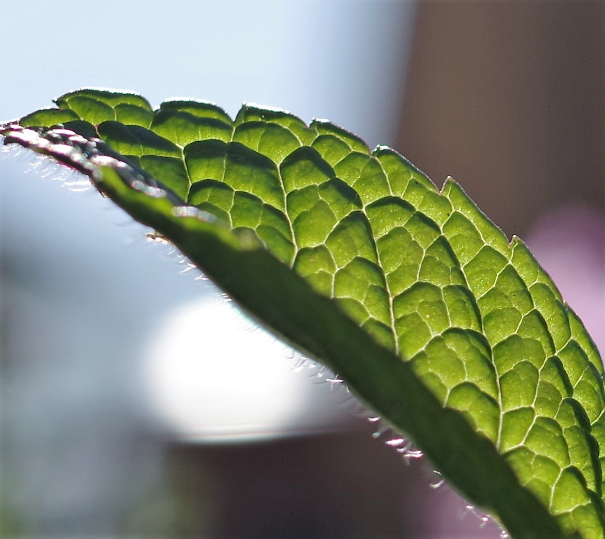 Pentax K-1 sample photo. Detailed leaf pattern photography