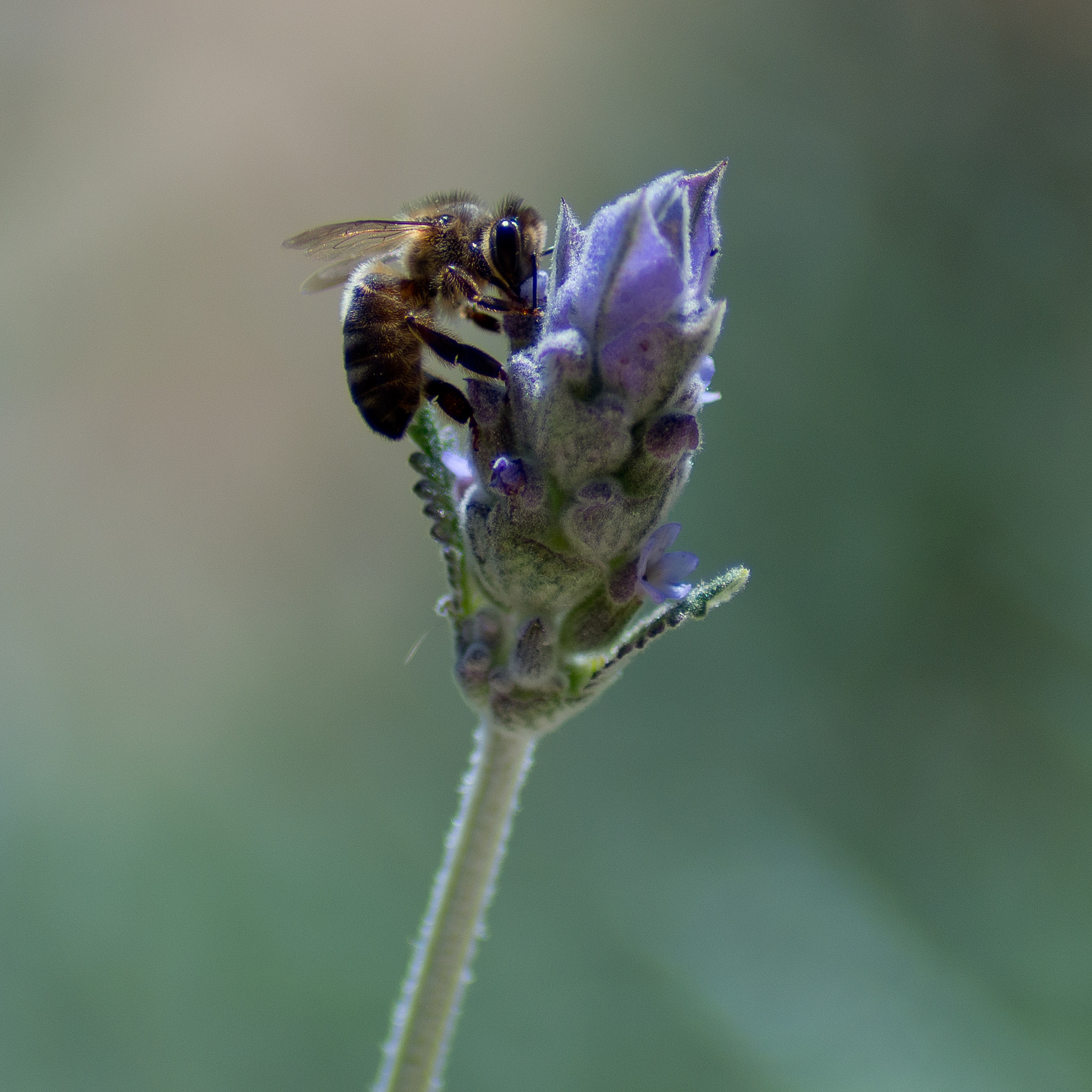 Tamron AF 70-300mm F4-5.6 Di LD Macro sample photo. Bee and lavender photography