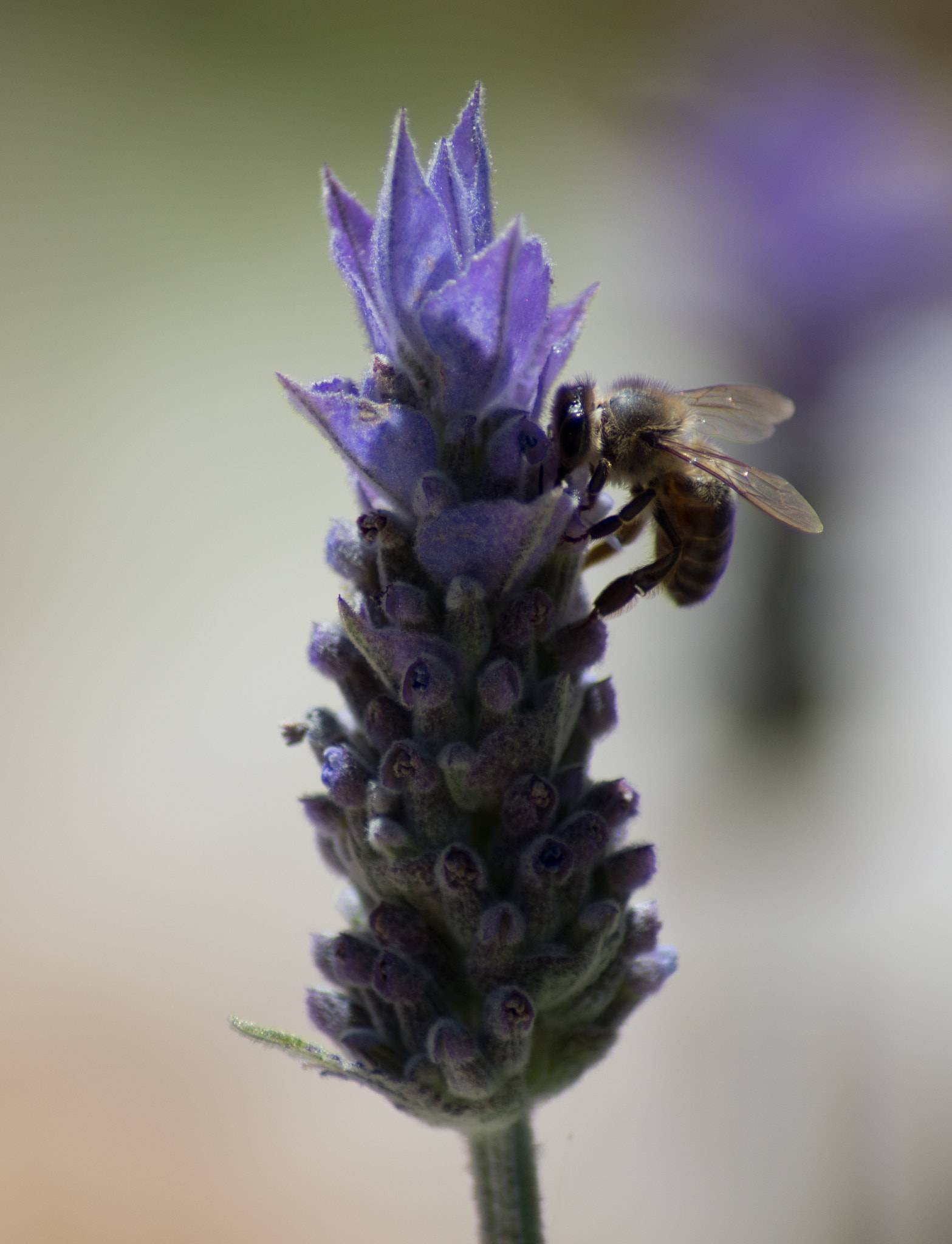 Pentax K-5 II + Tamron AF 70-300mm F4-5.6 Di LD Macro sample photo. Bee and lavender (3) photography