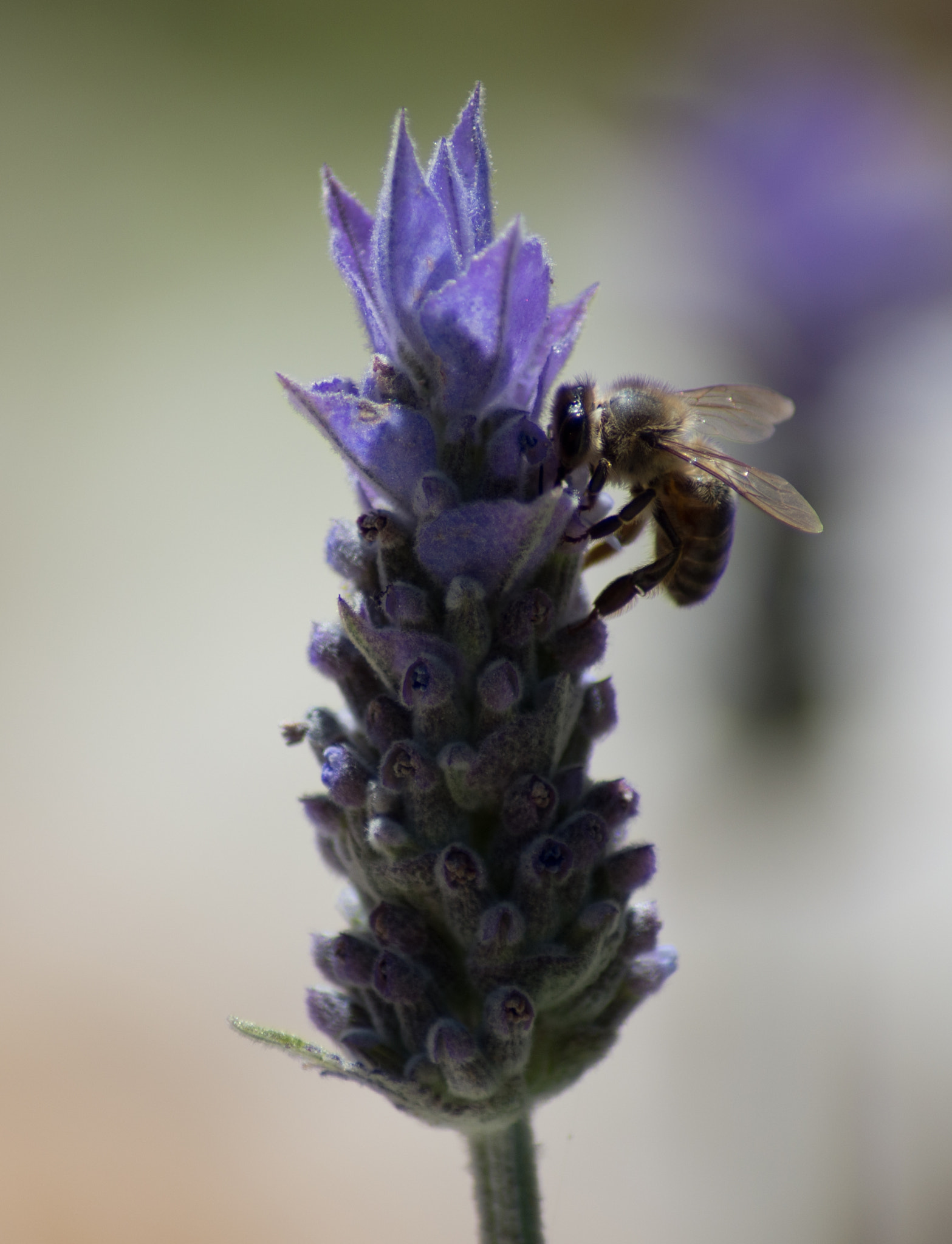 Tamron AF 70-300mm F4-5.6 Di LD Macro sample photo. Bee and lavender (3) photography