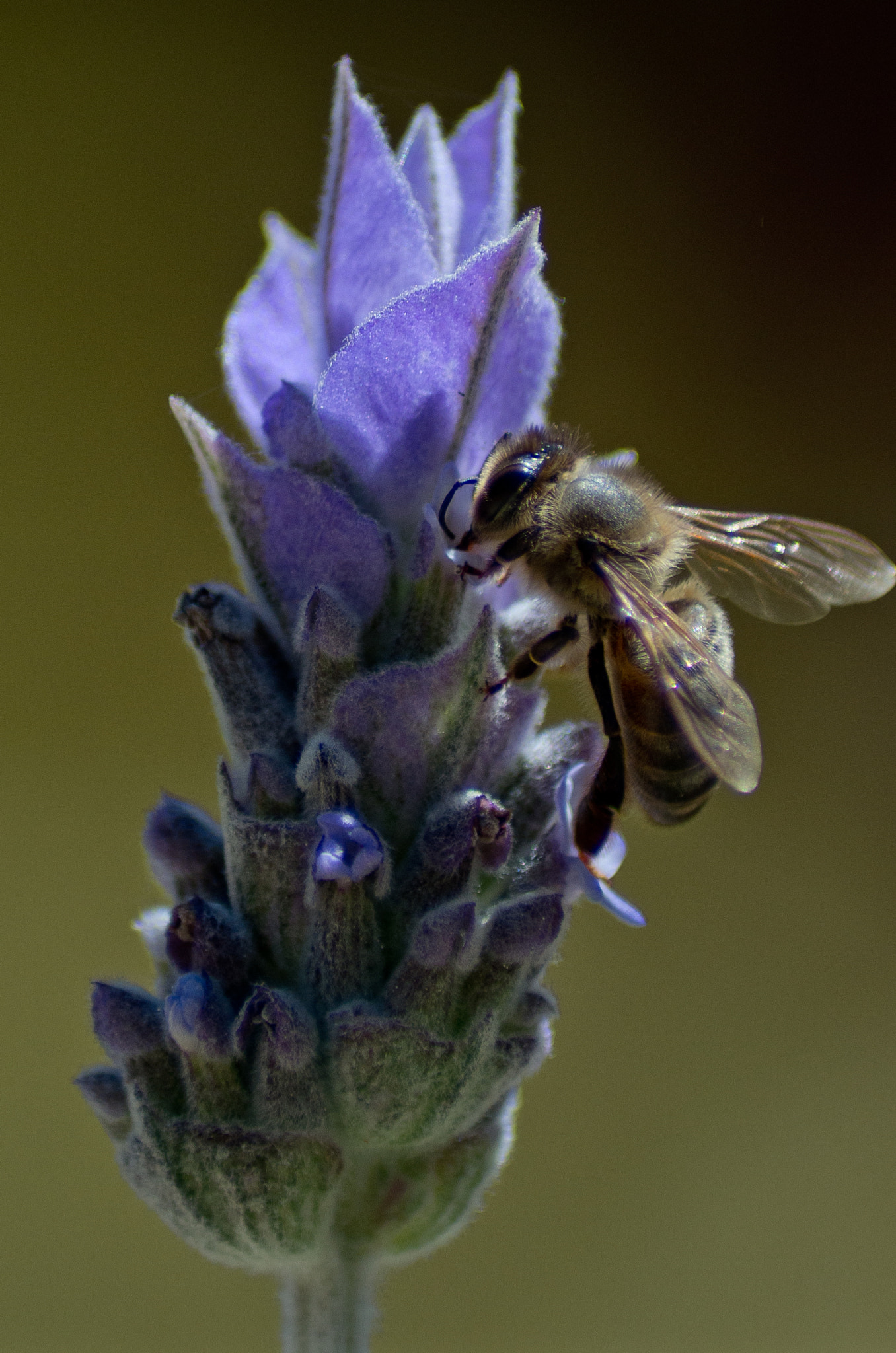 Pentax K-5 II + Tamron AF 70-300mm F4-5.6 Di LD Macro sample photo. Bee and lavender (4) photography