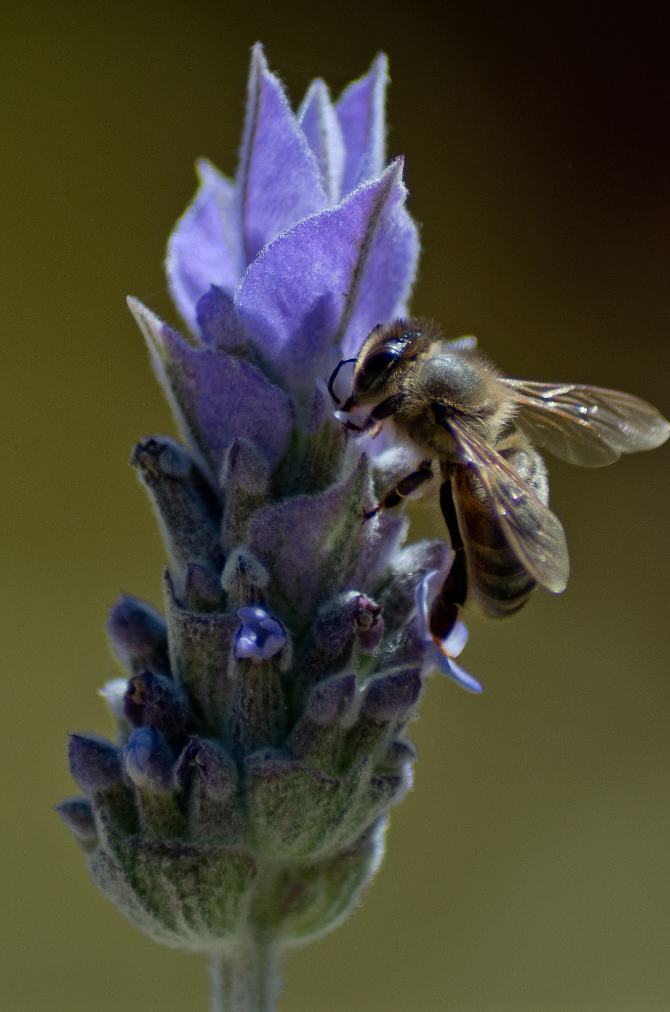Tamron AF 70-300mm F4-5.6 Di LD Macro sample photo. Bee and lavender (4) photography