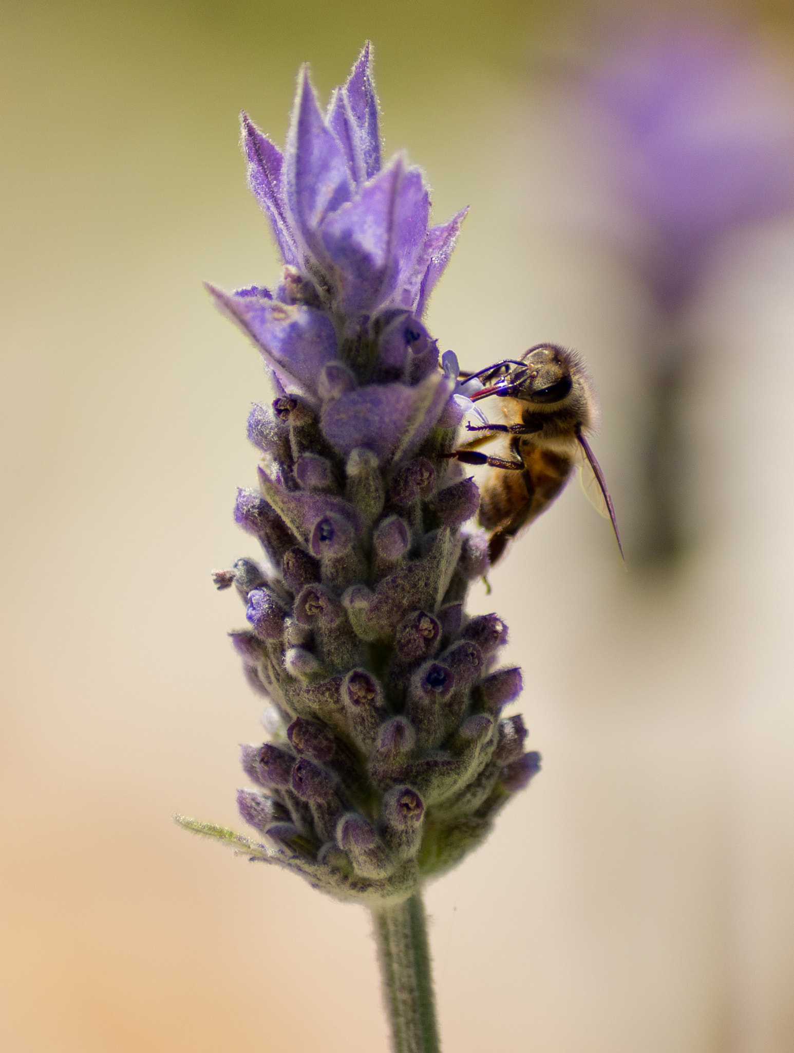 Pentax K-5 II + Tamron AF 70-300mm F4-5.6 Di LD Macro sample photo. Bee and lavender (2) photography