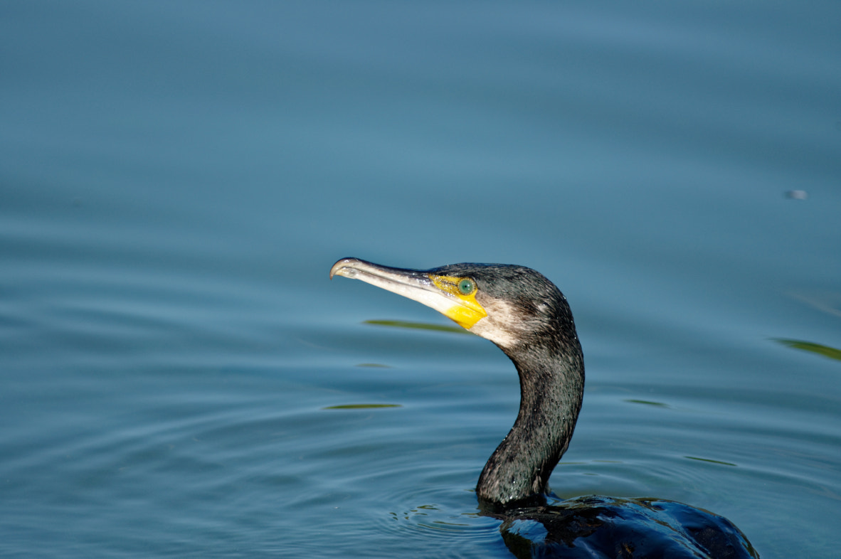 Pentax HD DA 560mm F5.6 ED AW sample photo. Dxo photography