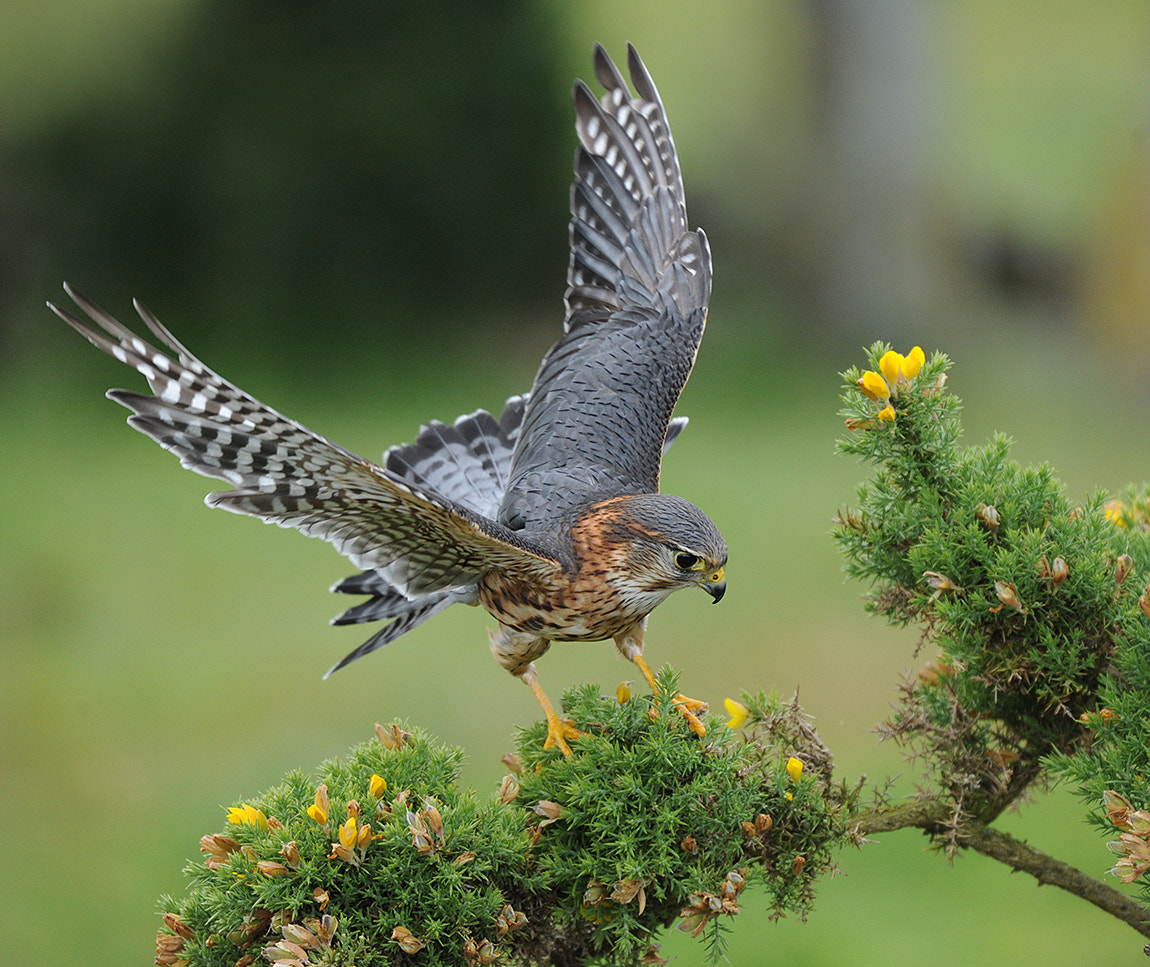 Sigma 50-500mm F4.5-6.3 DG OS HSM sample photo. Merlin photography