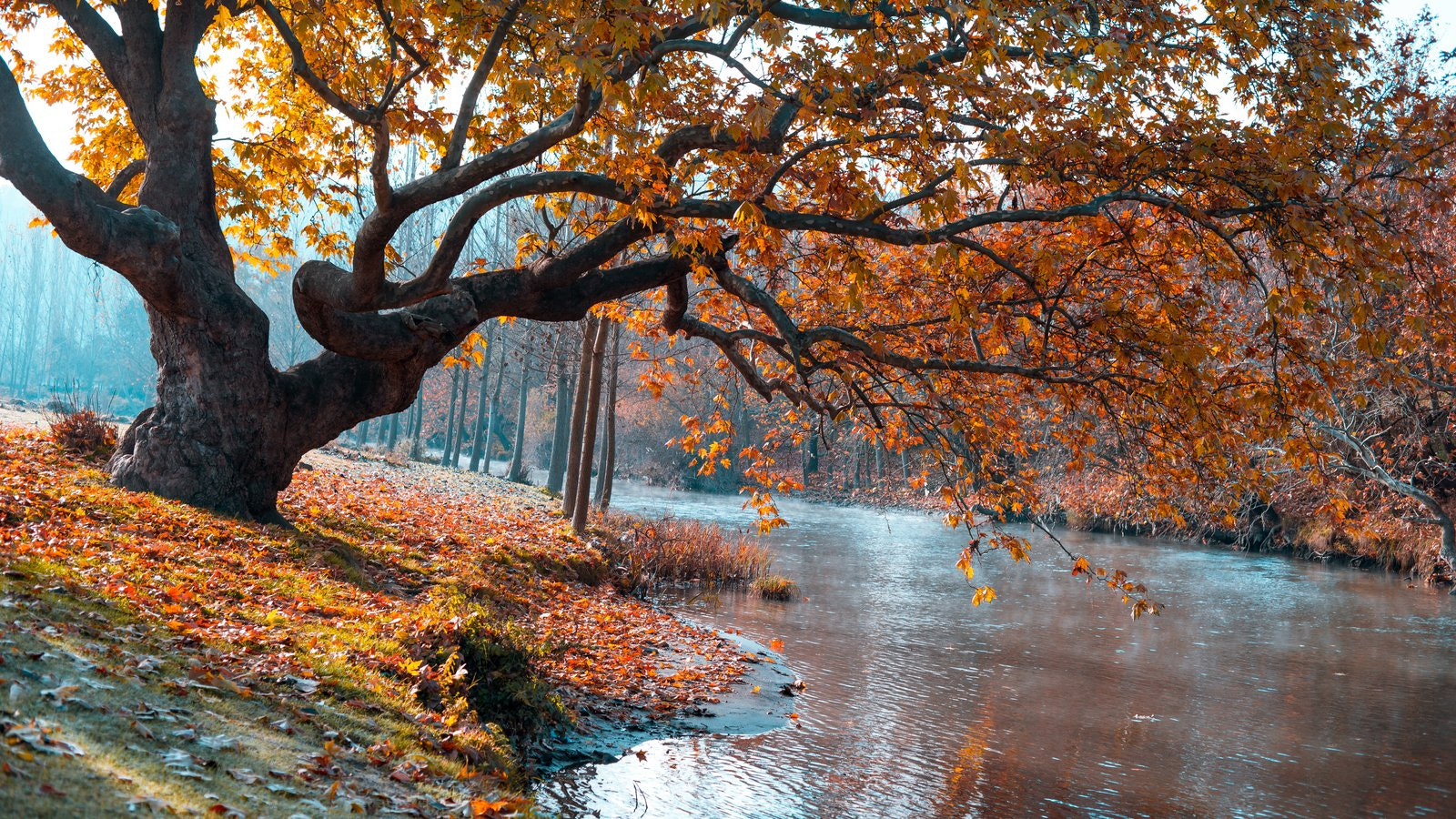 ZEISS Makro-Planar T* 50mm F2 sample photo. Autumn photography