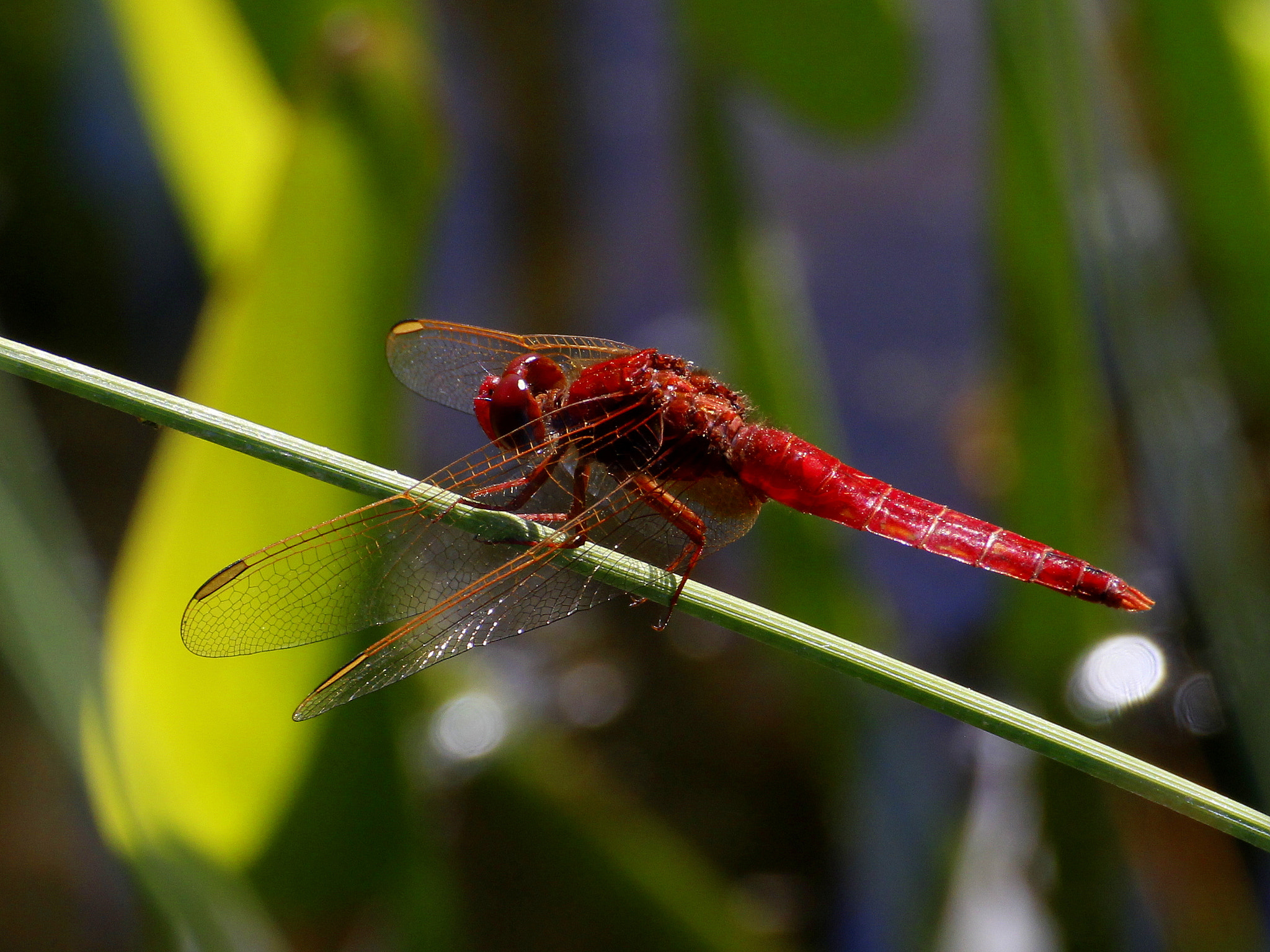 Canon EOS 100D (EOS Rebel SL1 / EOS Kiss X7) + Tamron SP 35mm F1.8 Di VC USD sample photo. Red dragon photography