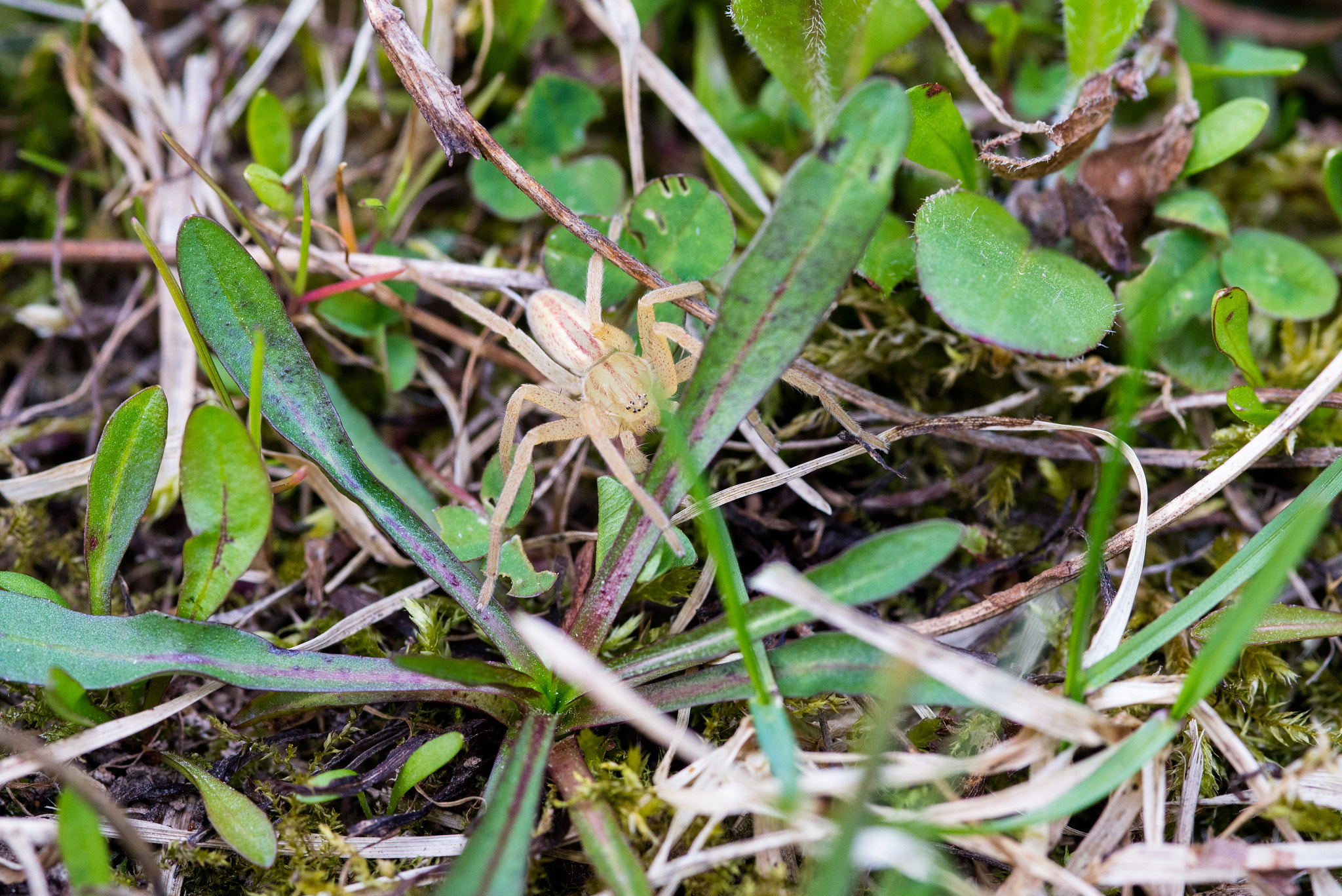 Nikon D610 + AF Micro-Nikkor 105mm f/2.8 sample photo. Spider in grass photography