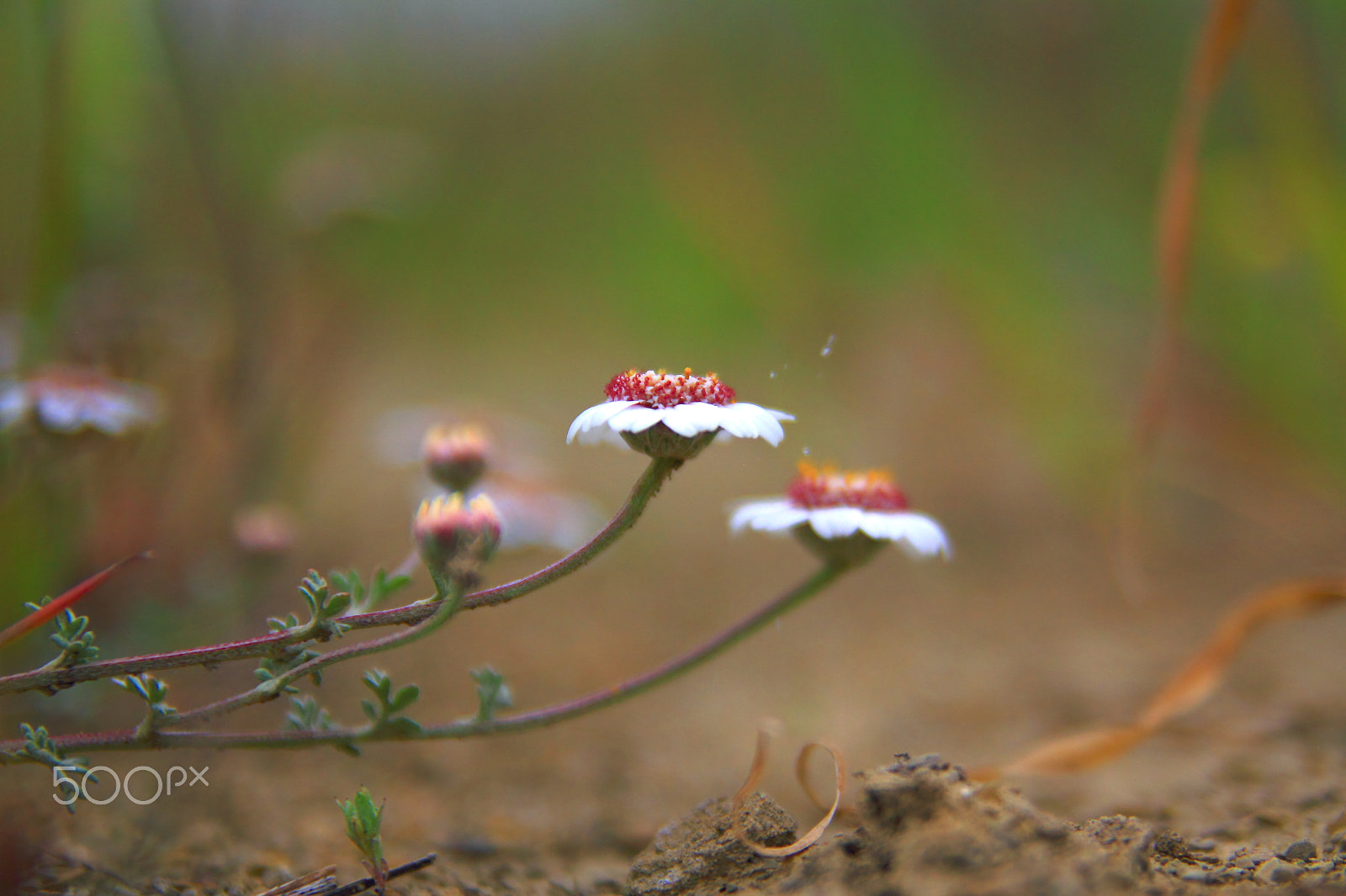 Canon 17-50mm sample photo. Daisy... photography