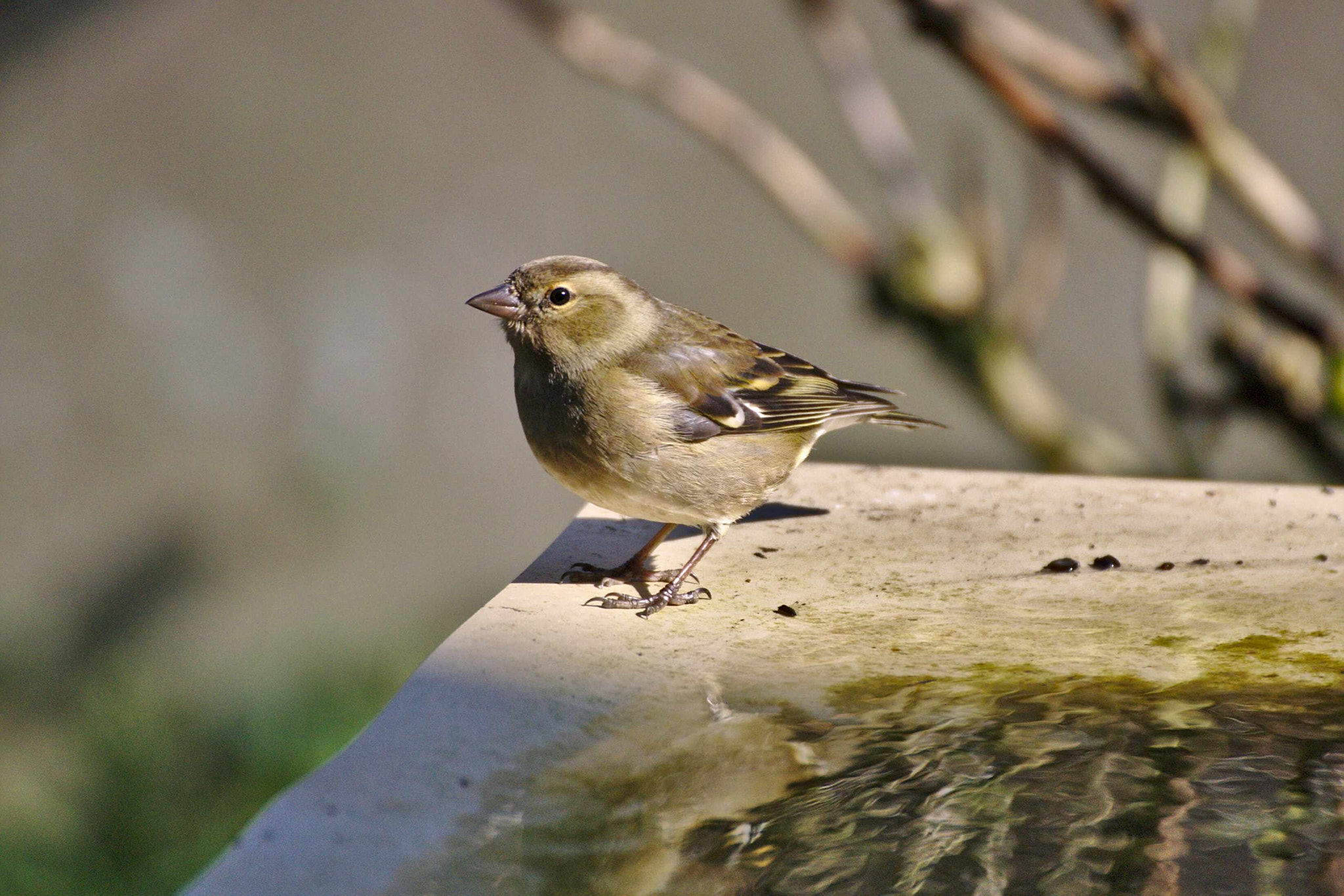 Nikon D40X sample photo. Tarin des aulnes (f) photography