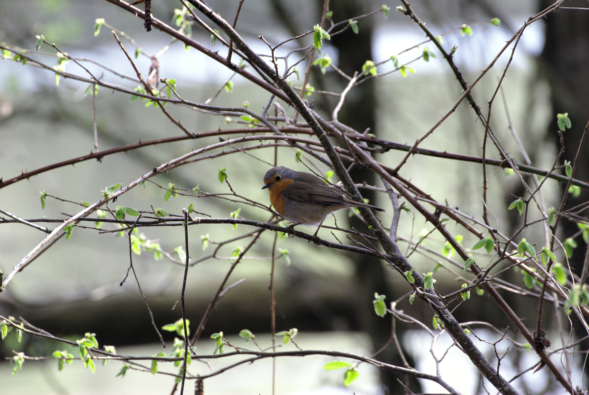 Nikon D40X sample photo. Rougegorge photography