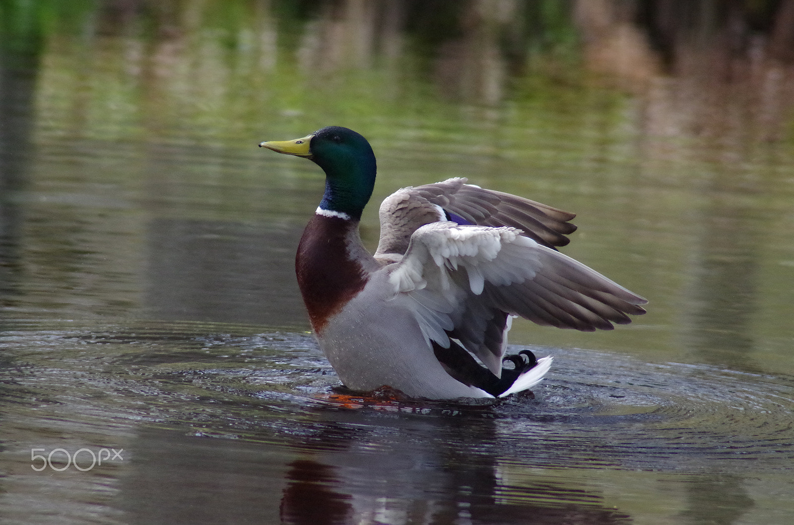 Tamron AF 70-300mm F4-5.6 Di LD Macro sample photo. Duck - anka photography