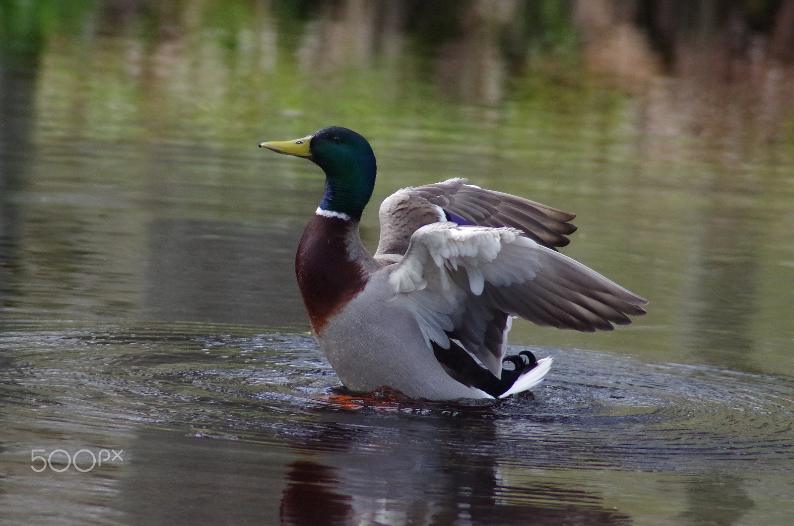 Pentax K-50 + Tamron AF 70-300mm F4-5.6 Di LD Macro sample photo. Duck - anka photography