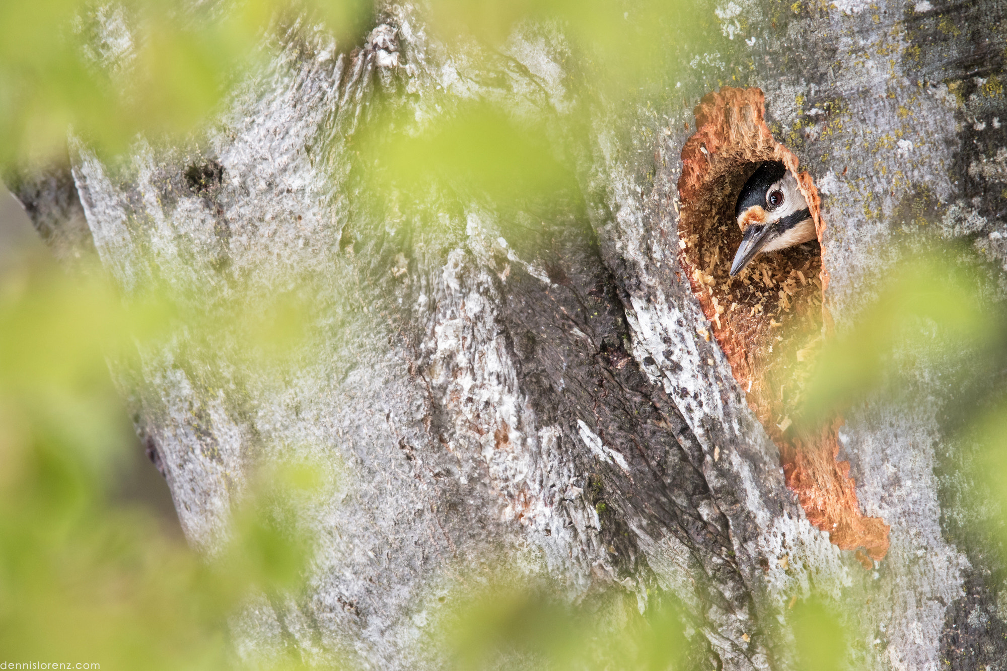 Canon EF 600mm F4L IS II USM sample photo. Greater spotted woodpecker | buntspecht photography