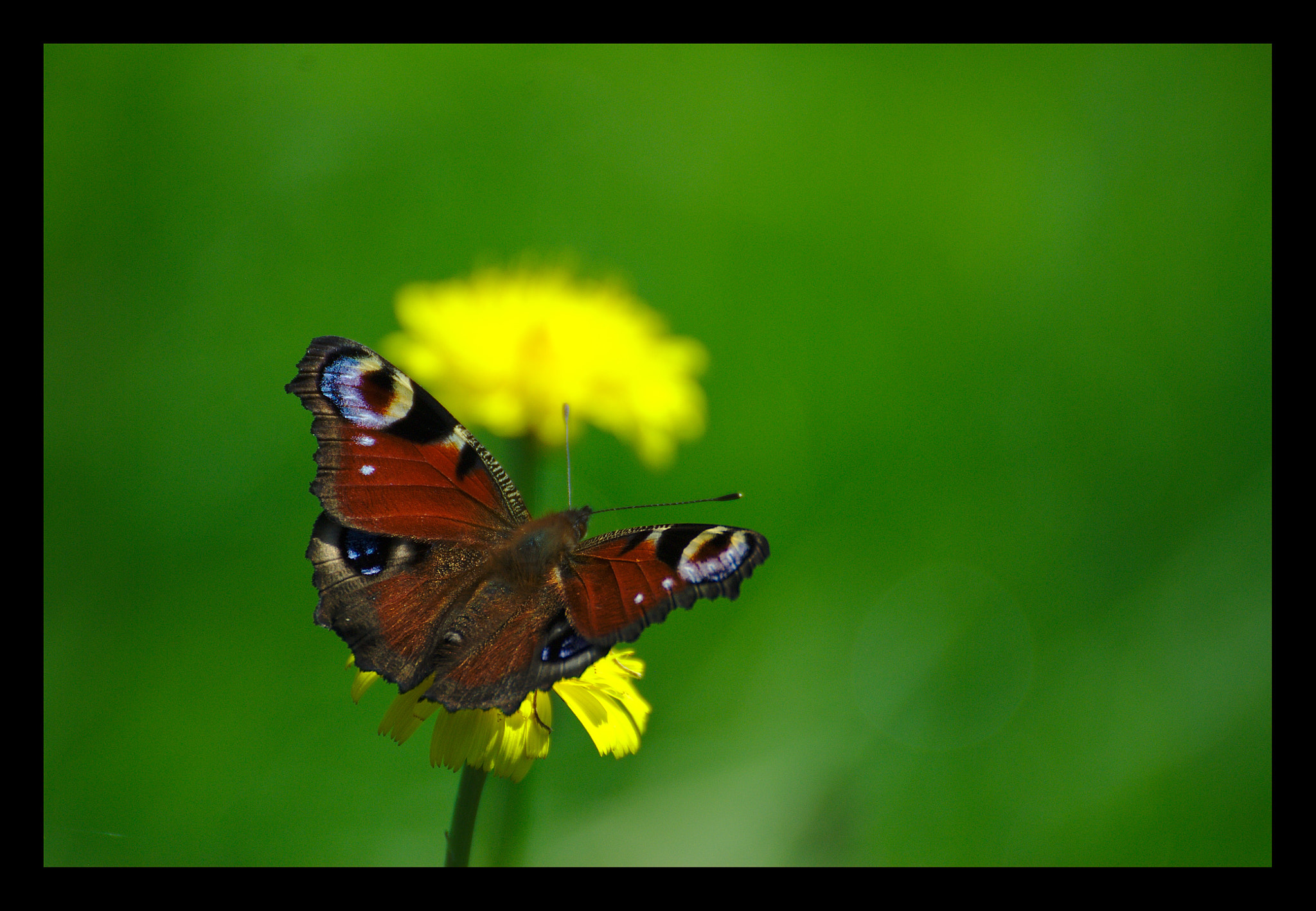 Nikon D40X sample photo. Paon du jour photography
