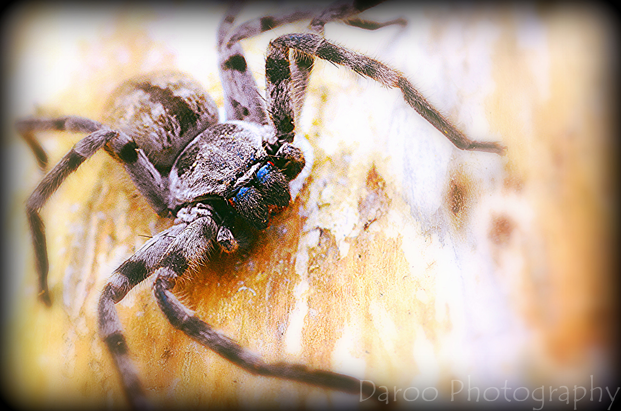 AF Nikkor 18mm f/2.8D sample photo. Araña en su habitat - spider in their habitat photography
