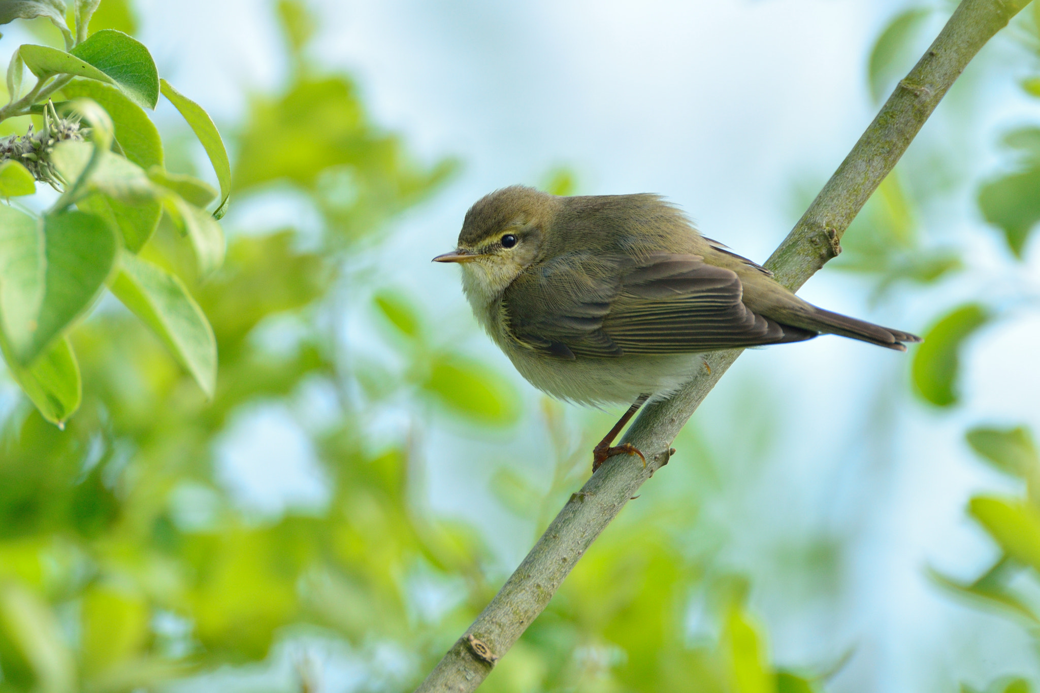 AF-S Nikkor 600mm f/4D IF-ED + TC-14E sample photo. Fitis photography